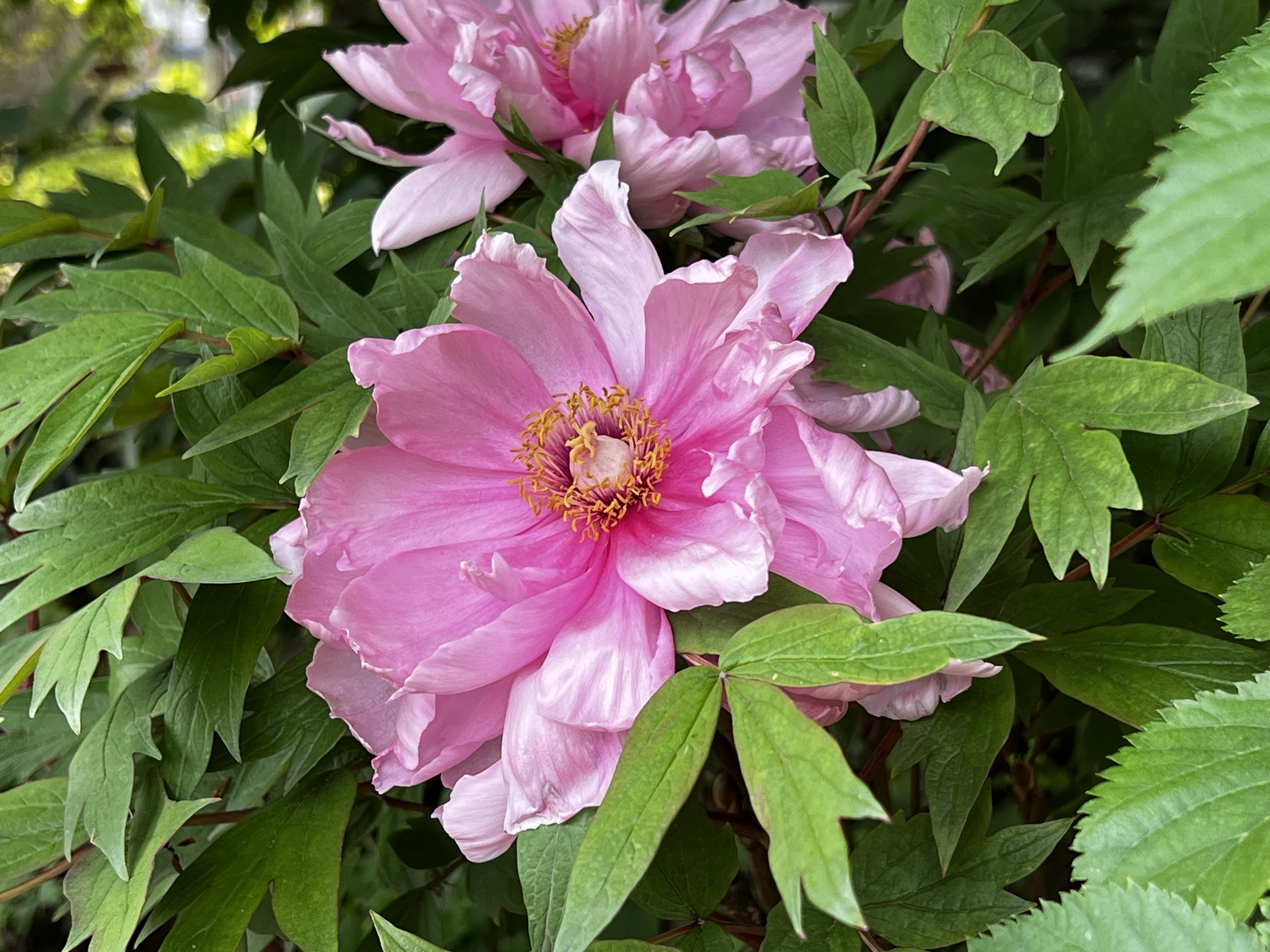 芍薬の品種｜日本花卉文化株式会社