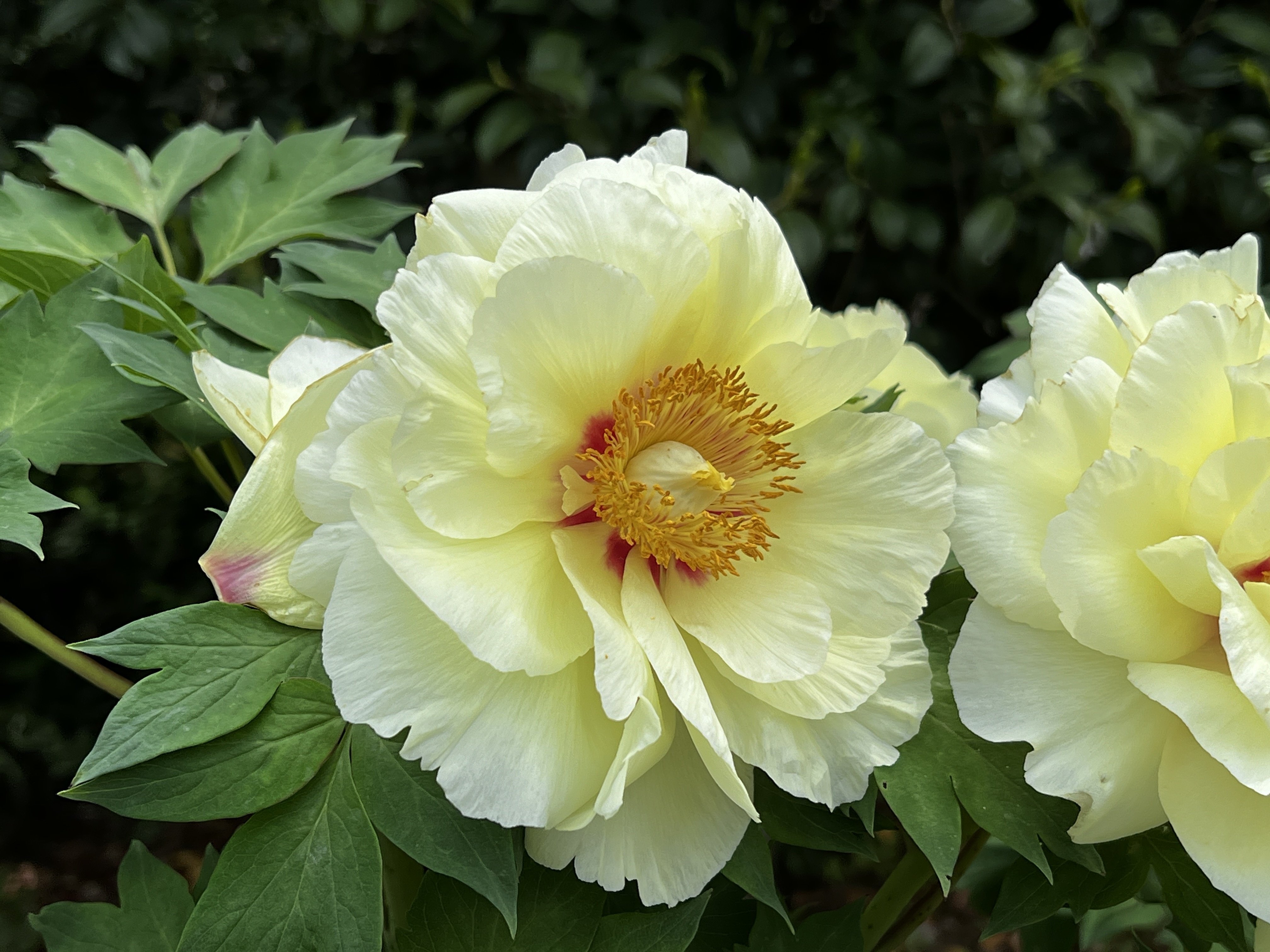 芍薬の品種｜日本花卉文化株式会社