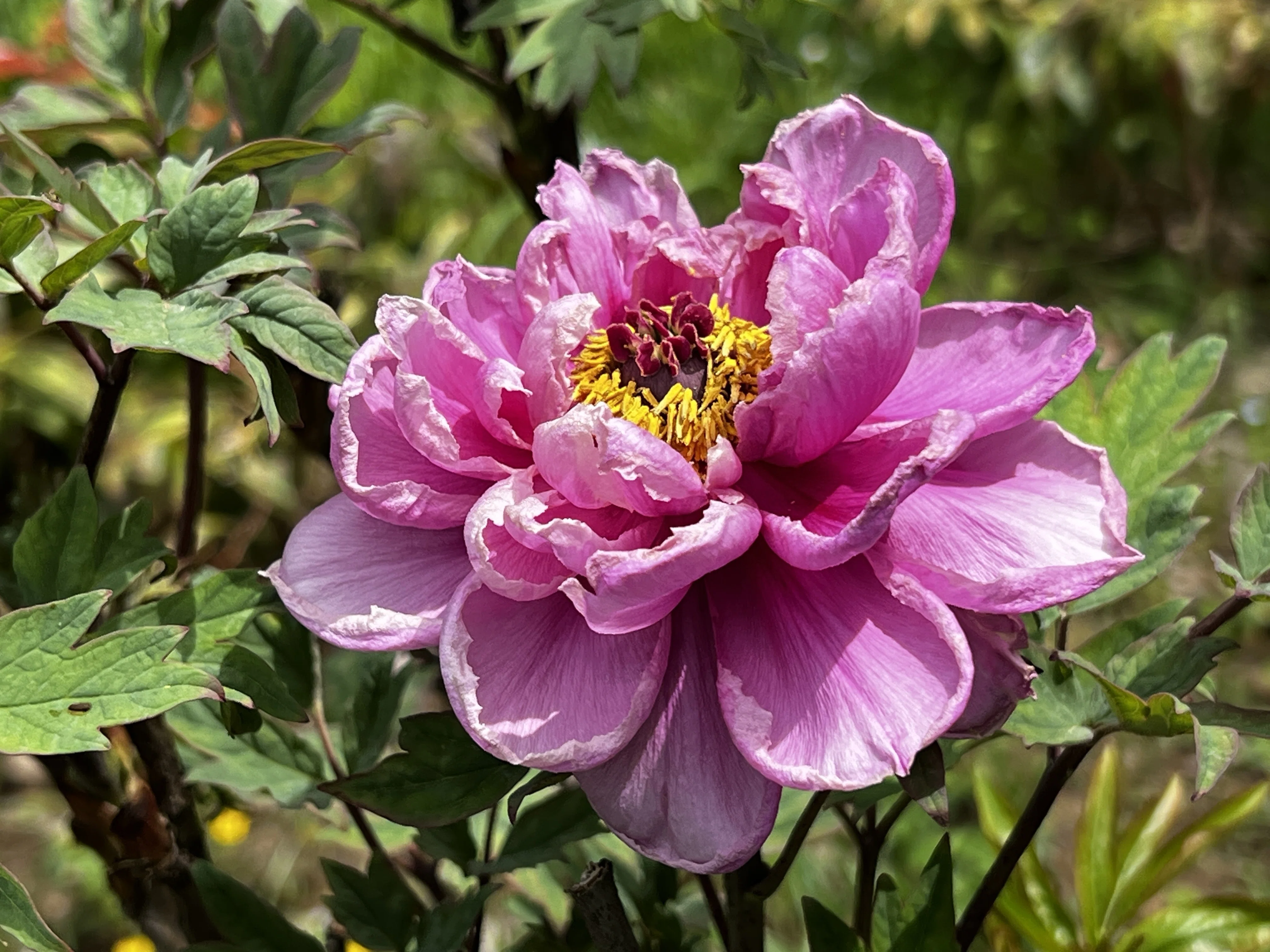 芍薬の品種｜日本花卉文化株式会社