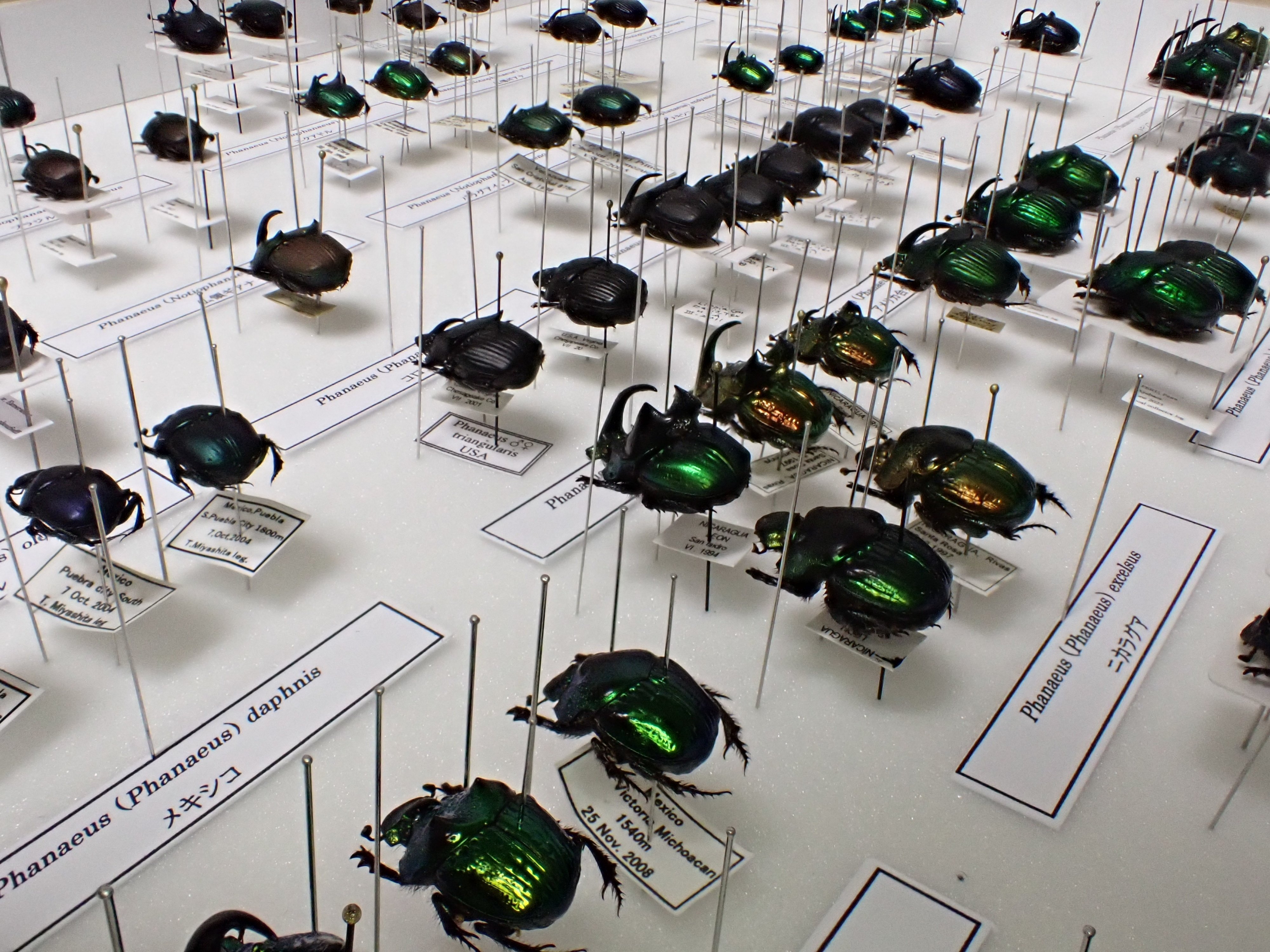 モードな虫図鑑。異形の角を持つ、フンコロガシの仲間たち