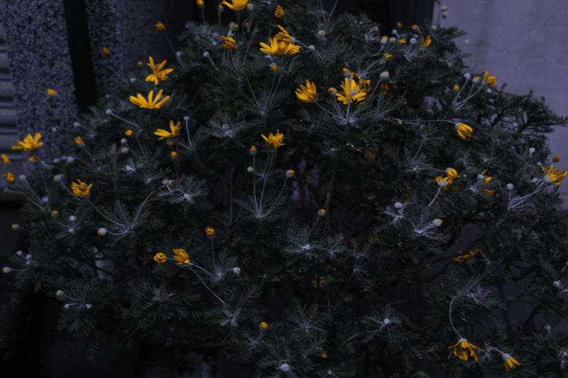 イメージ画像：早朝の路上の風景。黄色の花が鮮やかに映る。