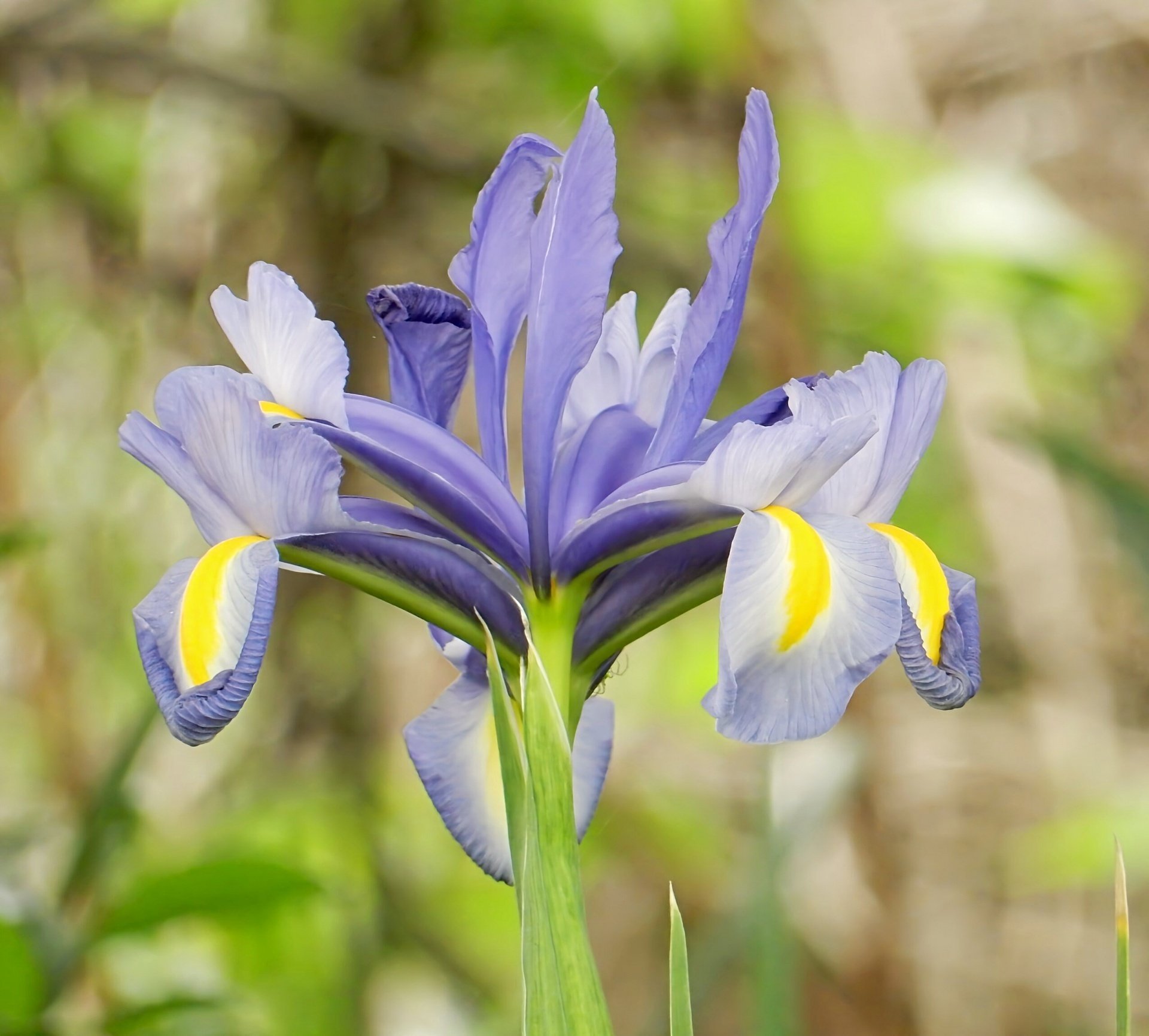 いずれ菖蒲(しょうぶ)か杜若(かきつばた)｜ふれあいホームタウン｜広島
