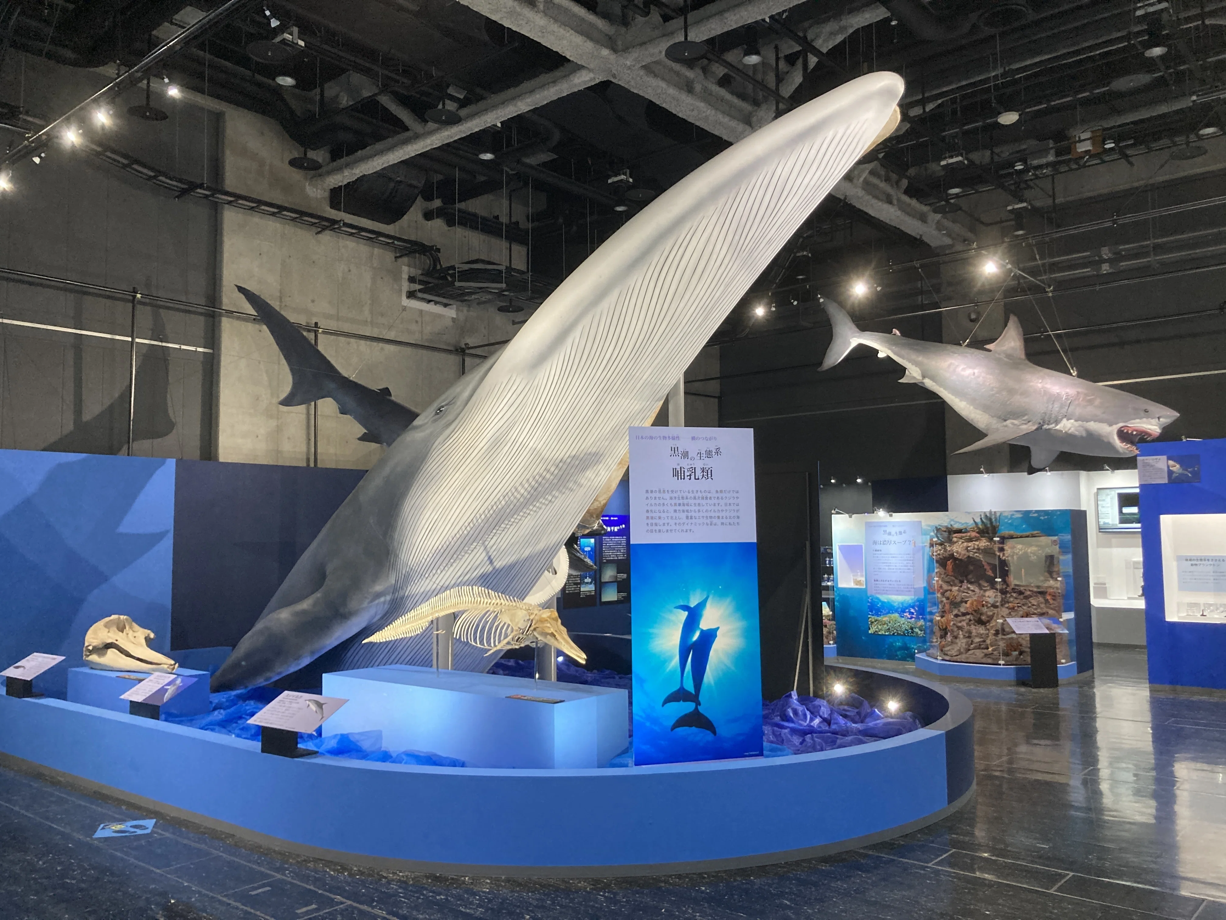 特別展「海 －生命のみなもと－」学芸員的ココ見て！ポイント｜名古屋