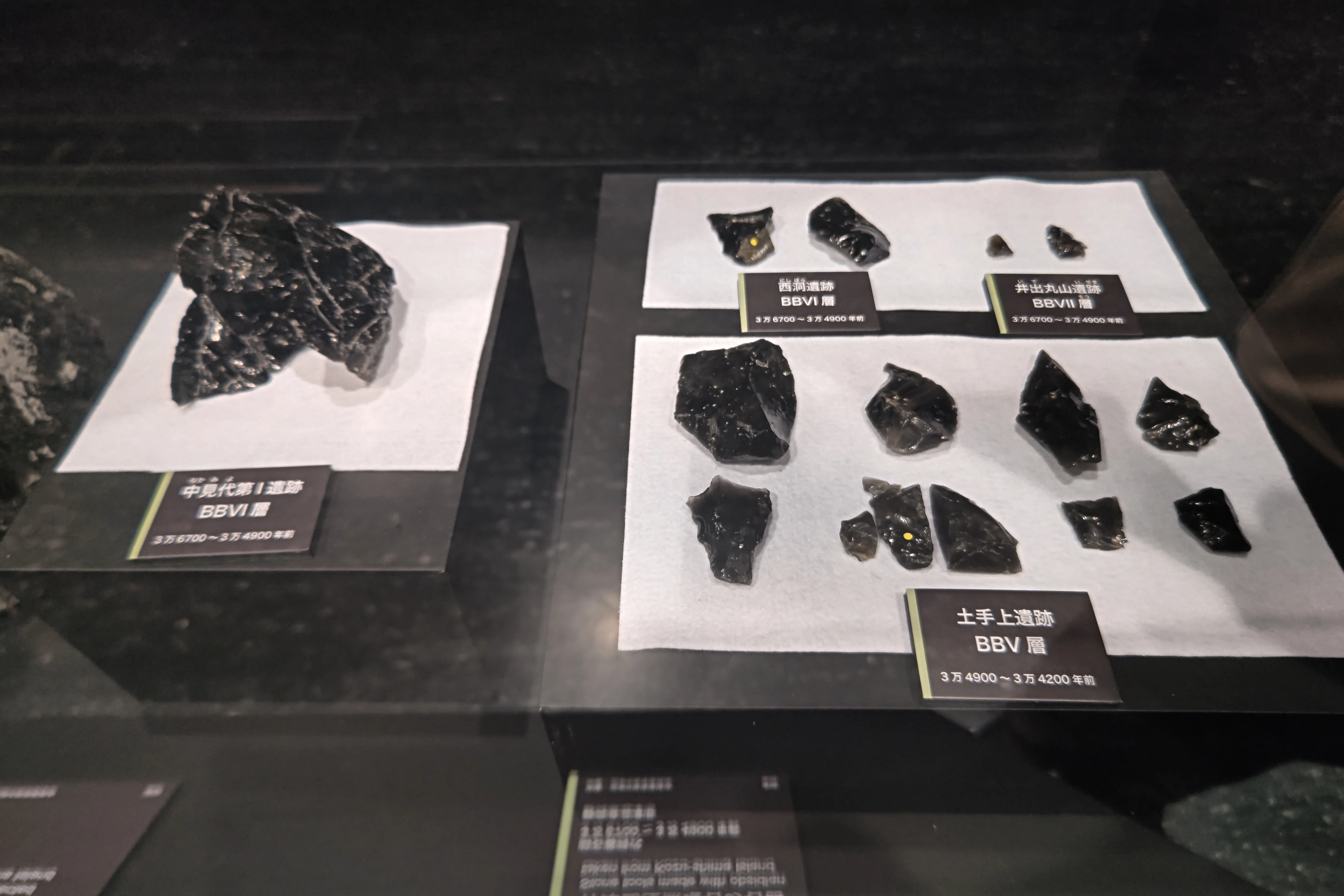 特別展「海 －生命のみなもと－」学芸員的ココ見て！ポイント｜名古屋
