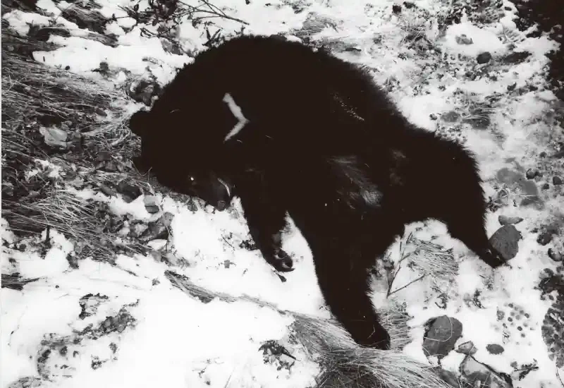 クマ撃ち猟師に学ぶ 〜 危険に遭わない知恵｜けもの道の狩猟ノート