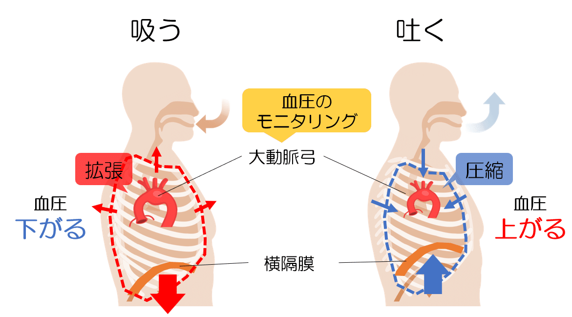 深い呼吸の効果の理由｜KAWASAKI