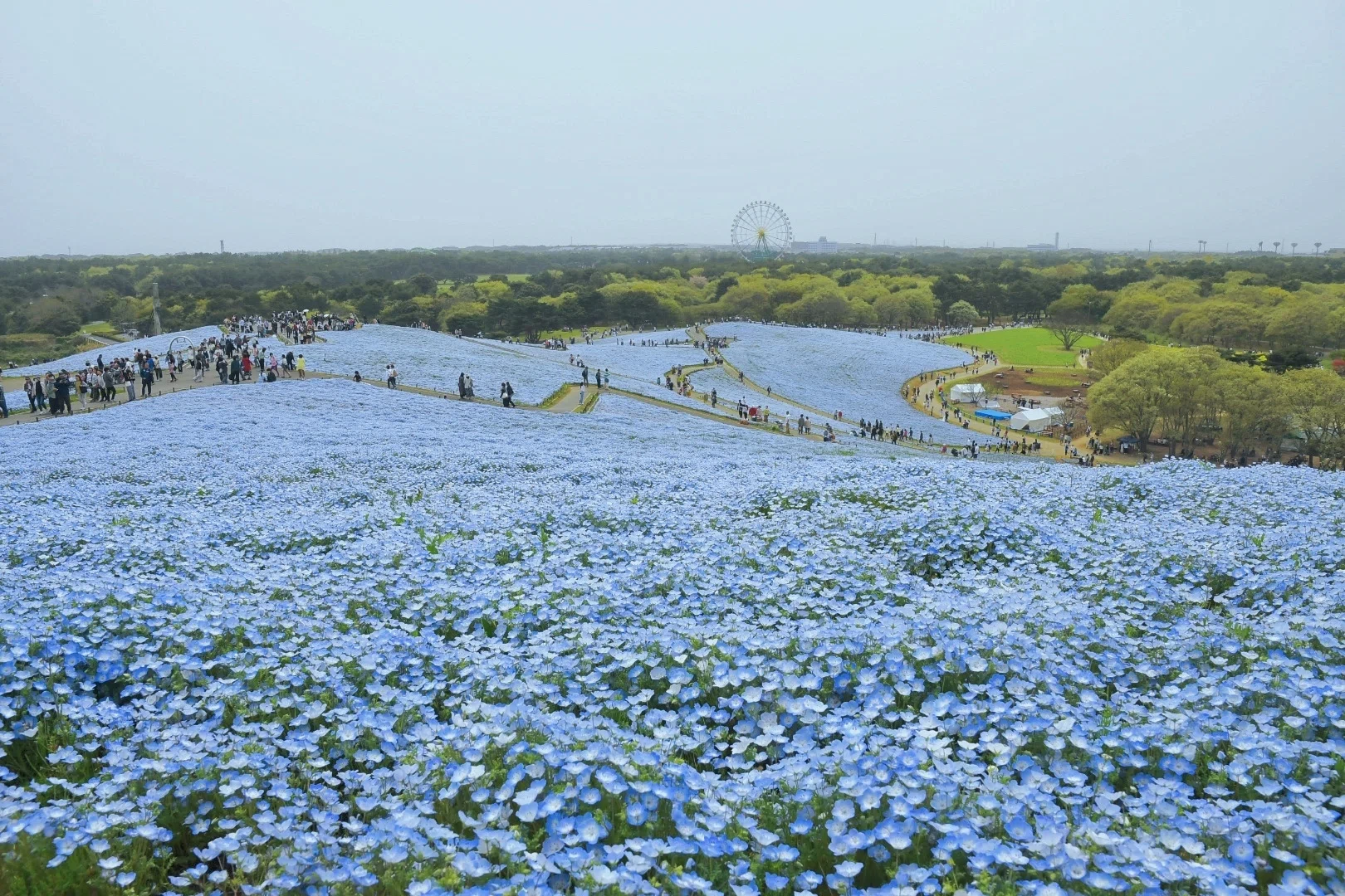 死ぬまでに見たい絶景に選ばれた街。ひたちなか市の魅力｜やまちゃん