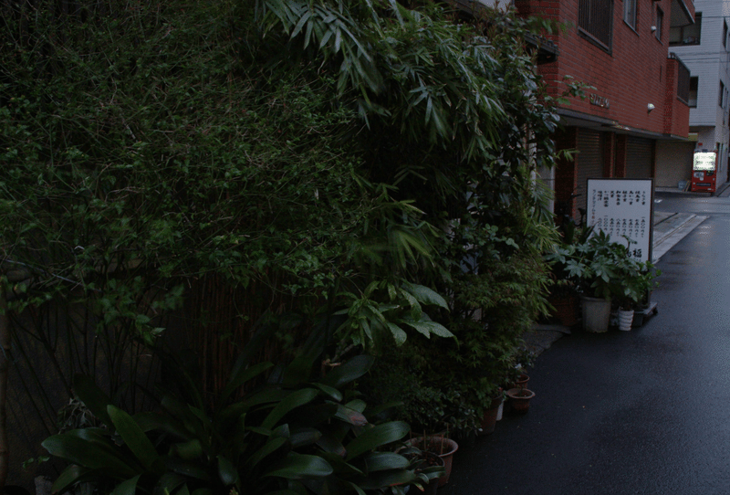 イメージ画像：早朝の路上の風景。道端の植物が鬱蒼と茂る。