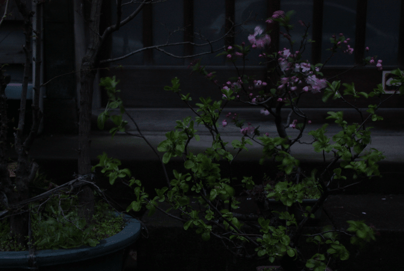 イメージ画像：早朝の路上の風景。路上の植物。ピンク色の花。