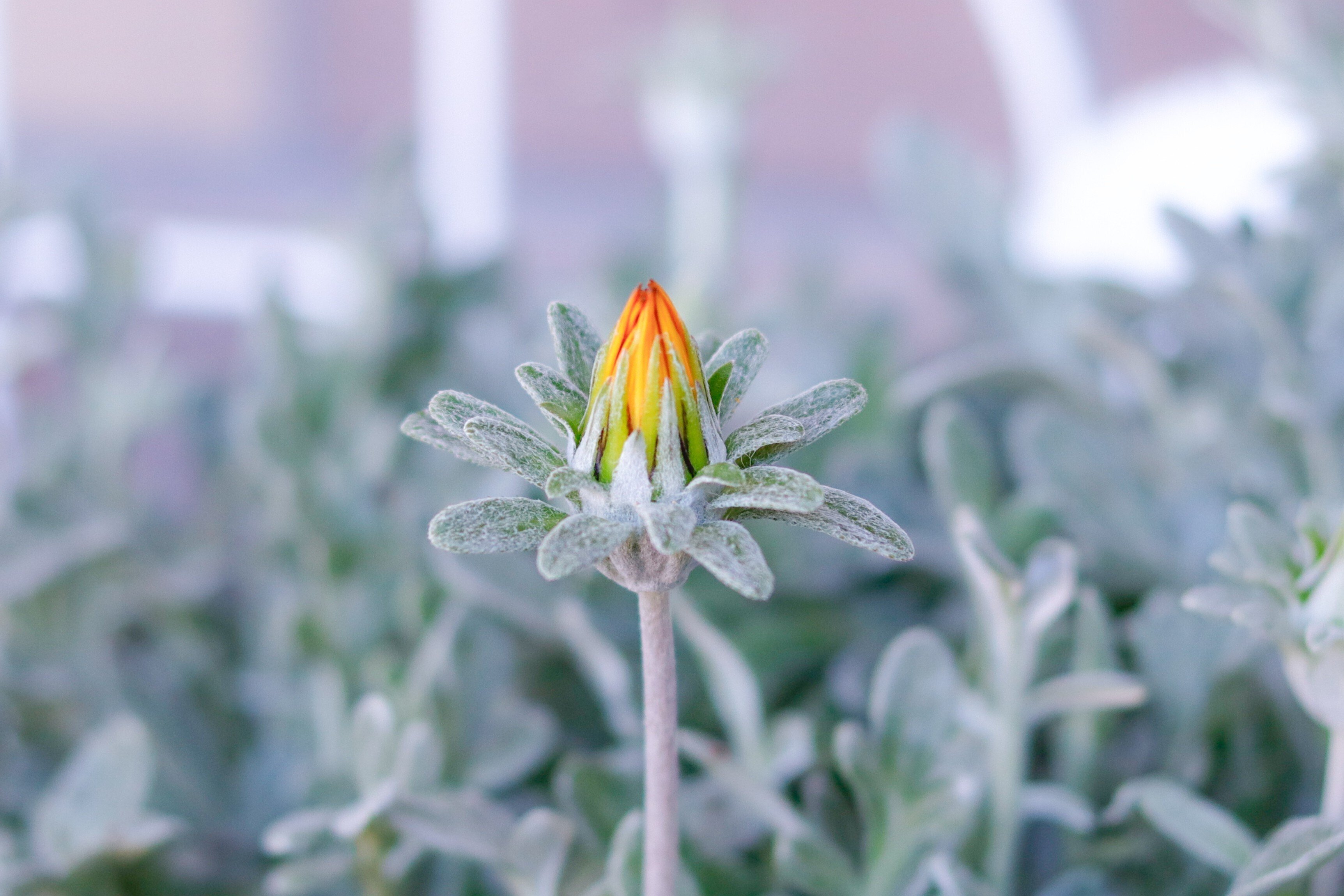 超珍しい花 上品な香 ギンコウボク苗　蕾つき 銀朴木-花-ギンコウボク.jpg