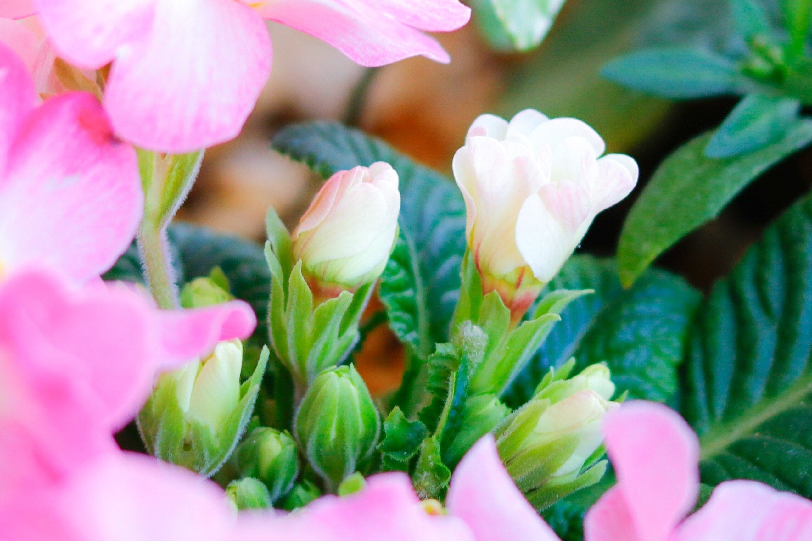 明日が楽しみになる「つぼみ」の魅力｜Jasmin