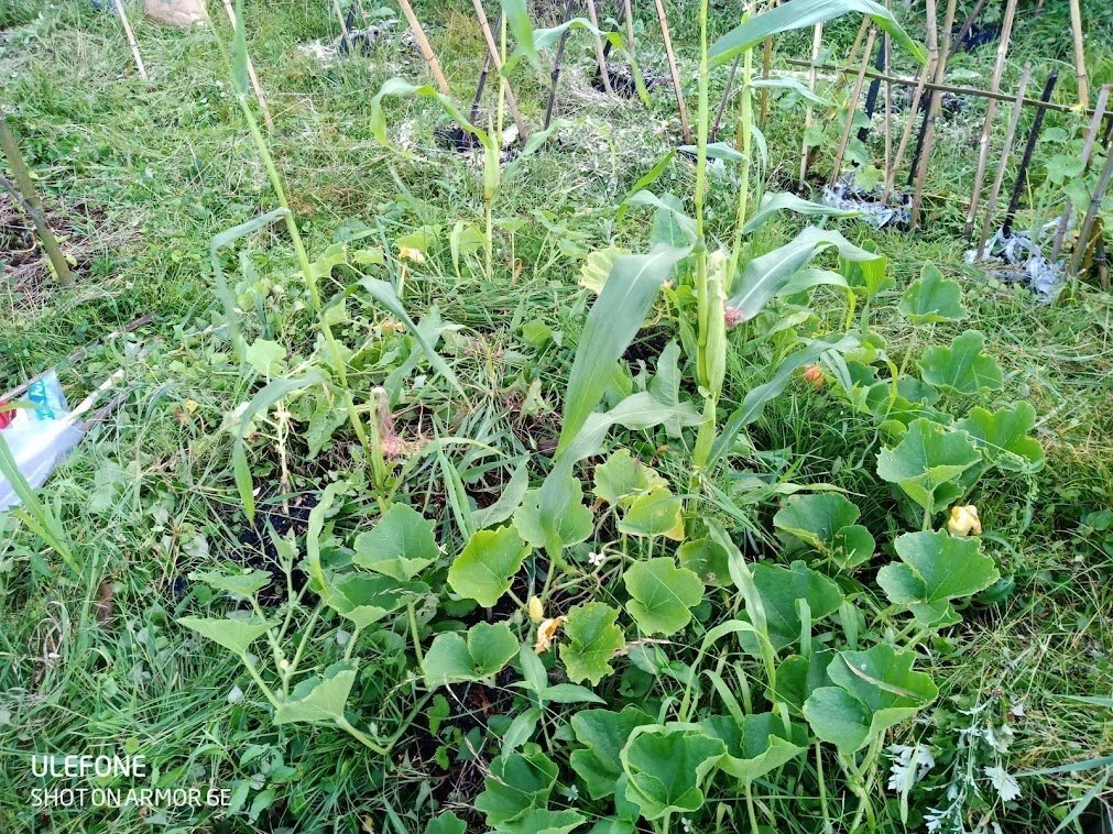 雑草 厄介な雑草の増やし方｜中尾佳貴 よしきんぐ
