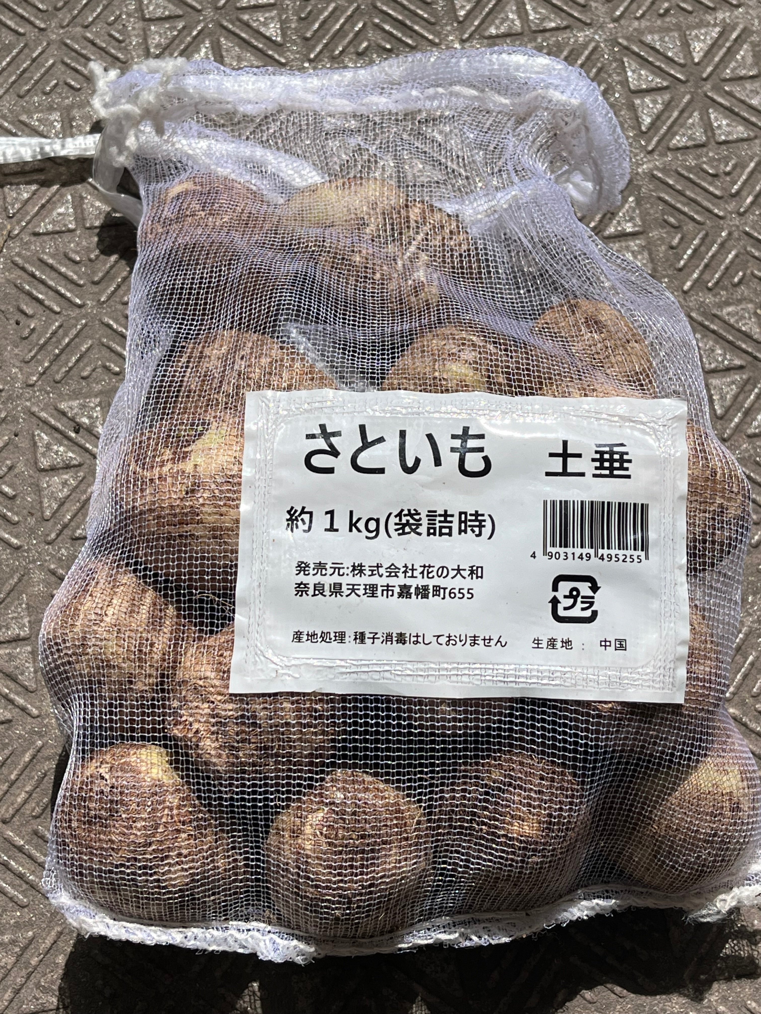 里芋の芽出し作戦、予想外の結末！｜ca-ptain@農ある暮らし