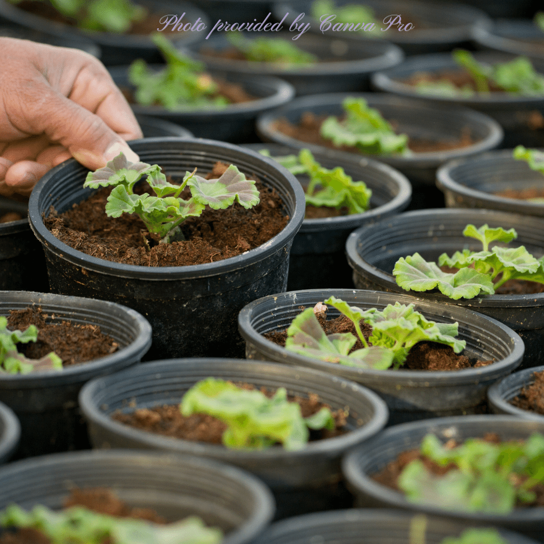 株分の季節を知る｜Cat rose 「ガーデニングブログ Cat Roseの庭より」