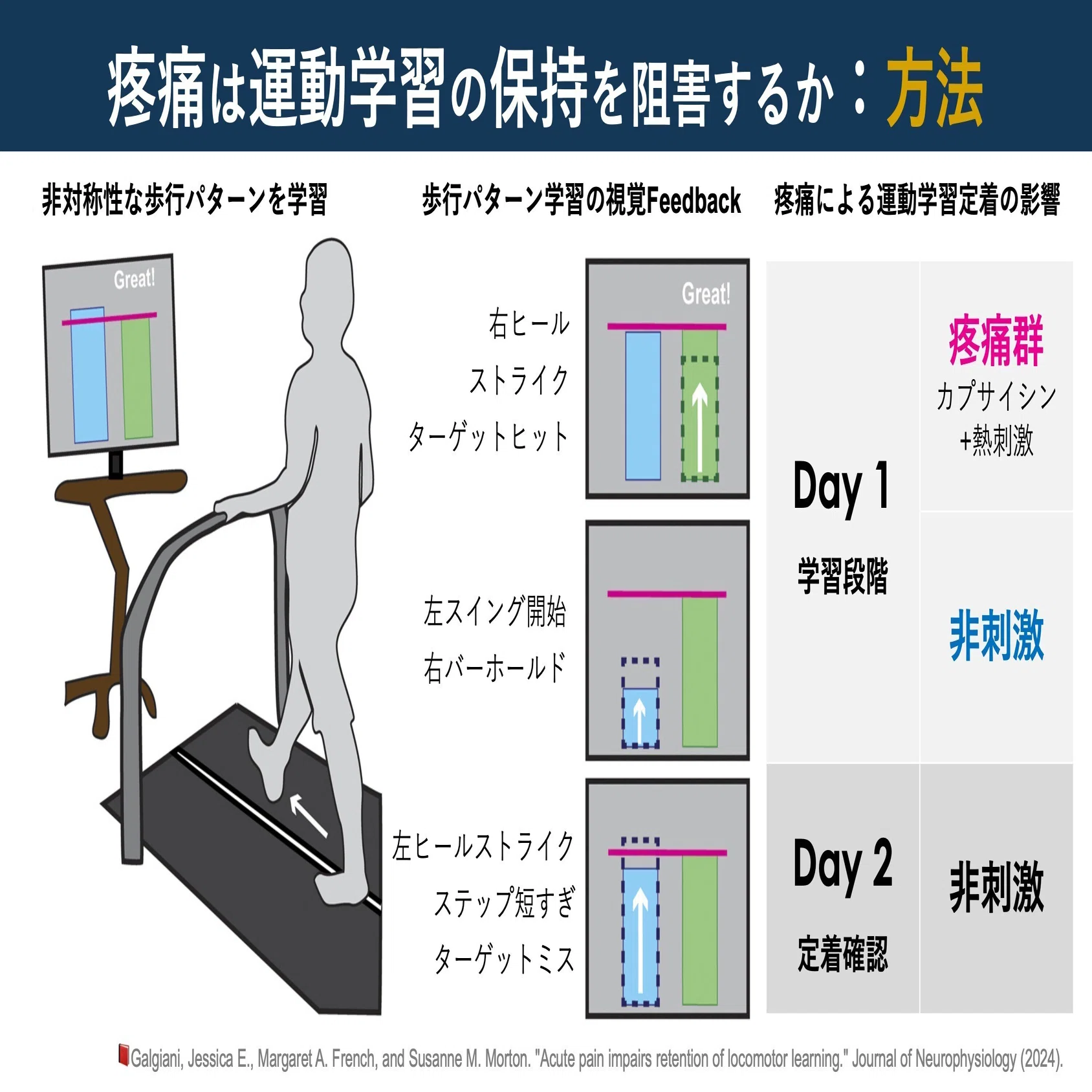 疼痛は運動学習の保持を阻害する｜Super Human | 理学療法士／保健学 