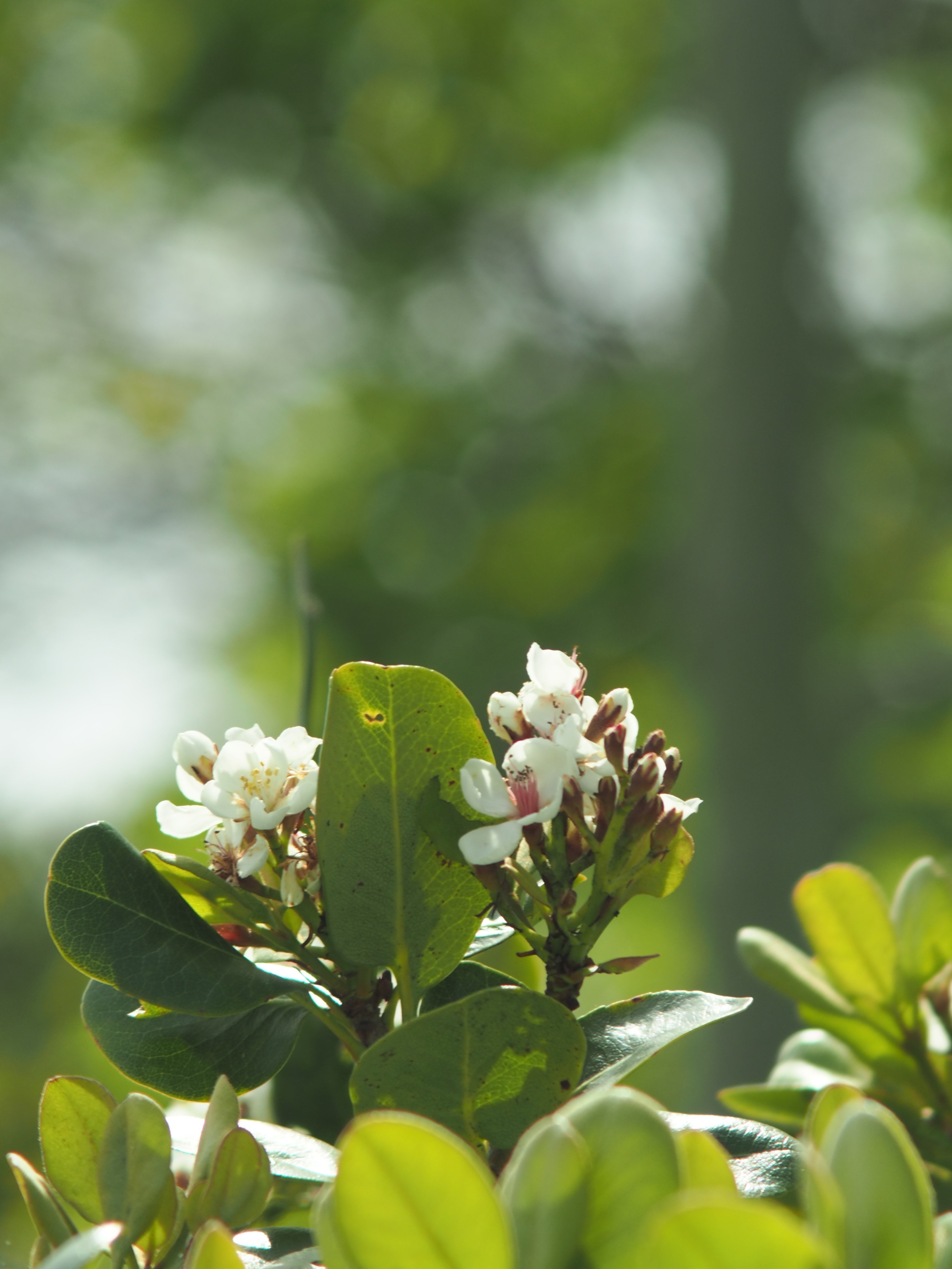 レンズ沼あれこれ：OLYMPUS OM-SYSTEM ZUIKO AUTO・ZOOM 75-150mm F4