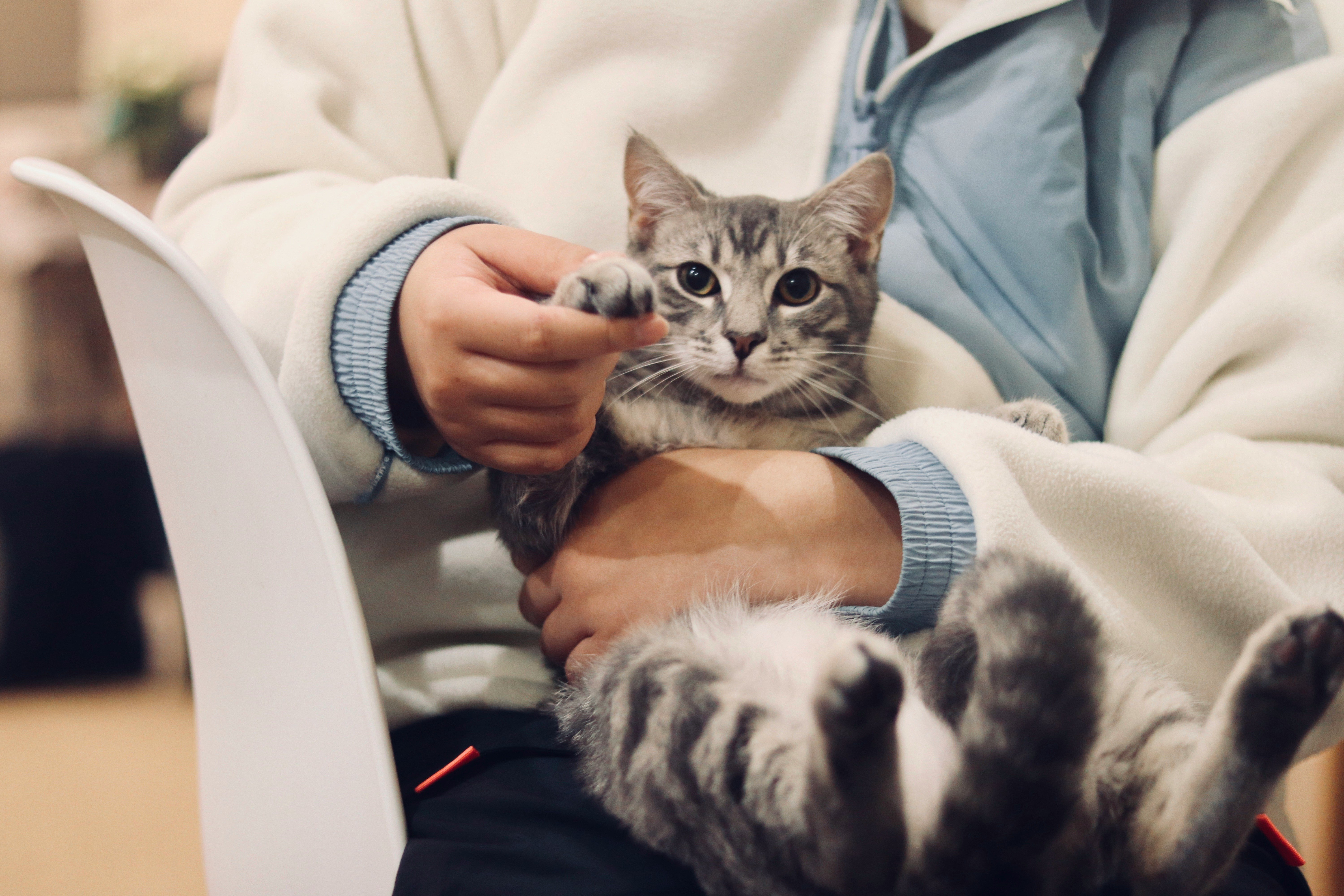 動物を直接