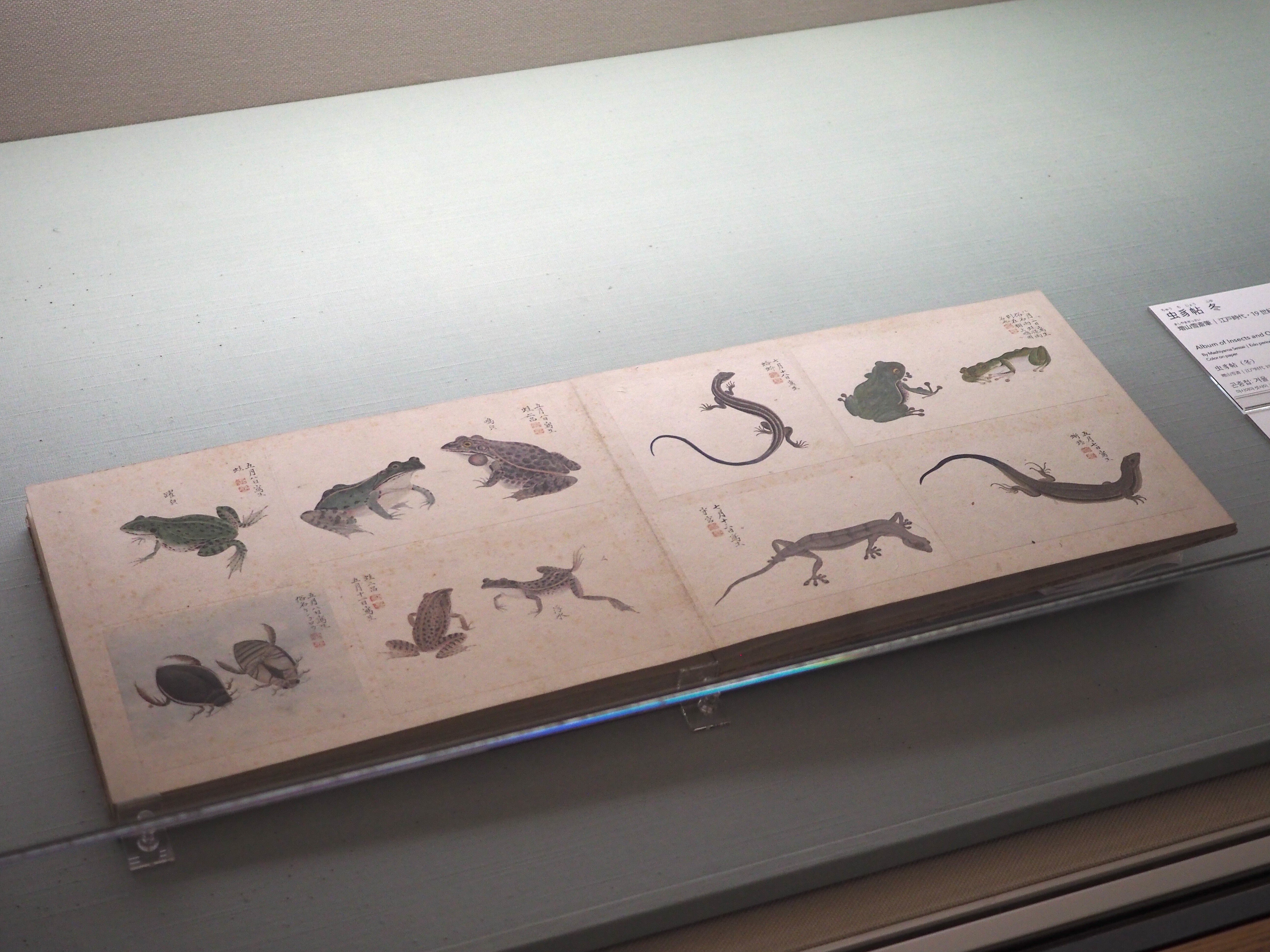 江戸時代に殿様が描いて作った虫の図譜……蟲を愛した増山雪斎さん 江戸時代に殿様が描いて作った虫の図譜……蟲を愛した増山雪斎さん