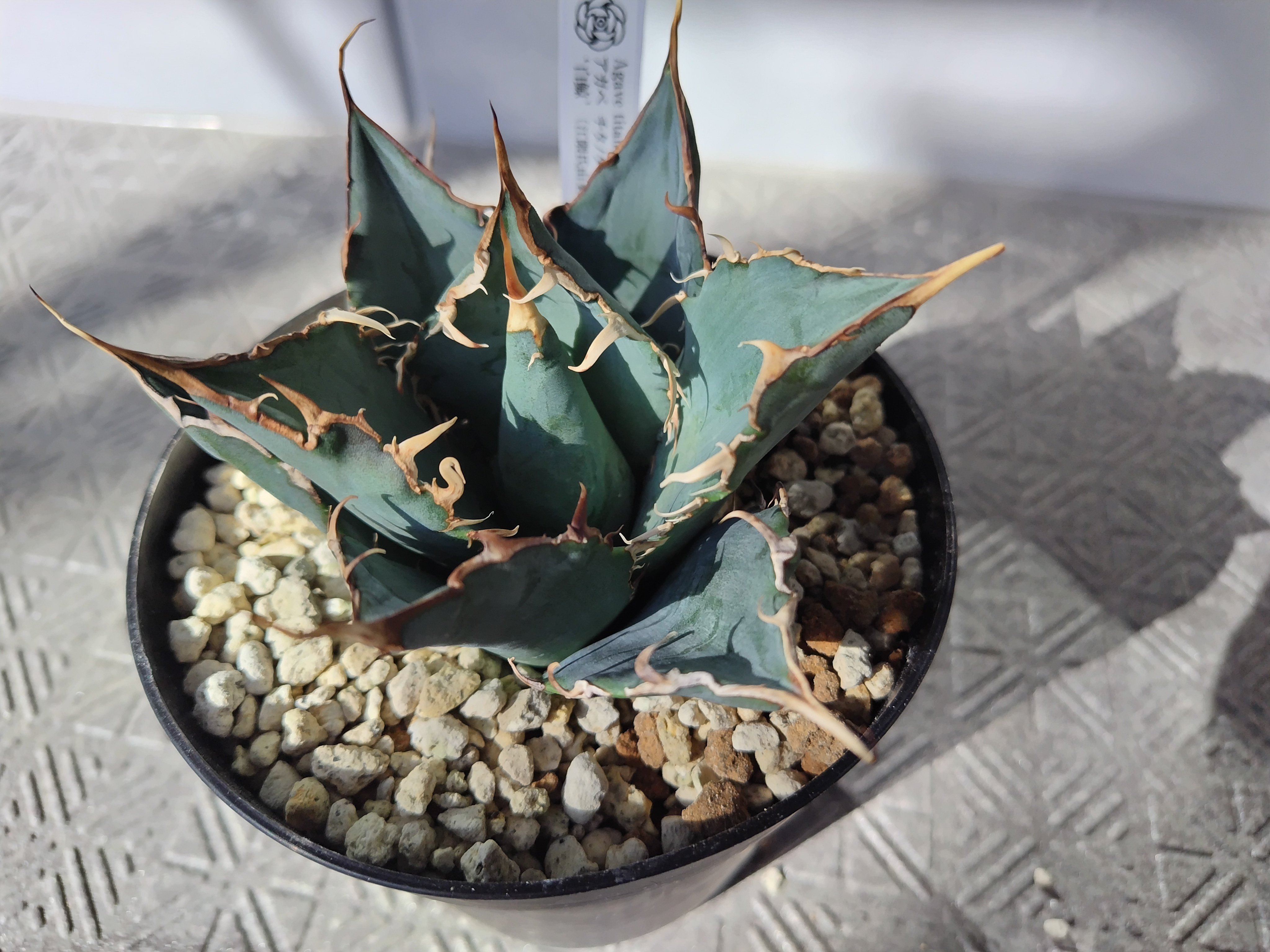 めんたい国民だけどどんたく行かずにアガベを買う。｜鰯野つみれ