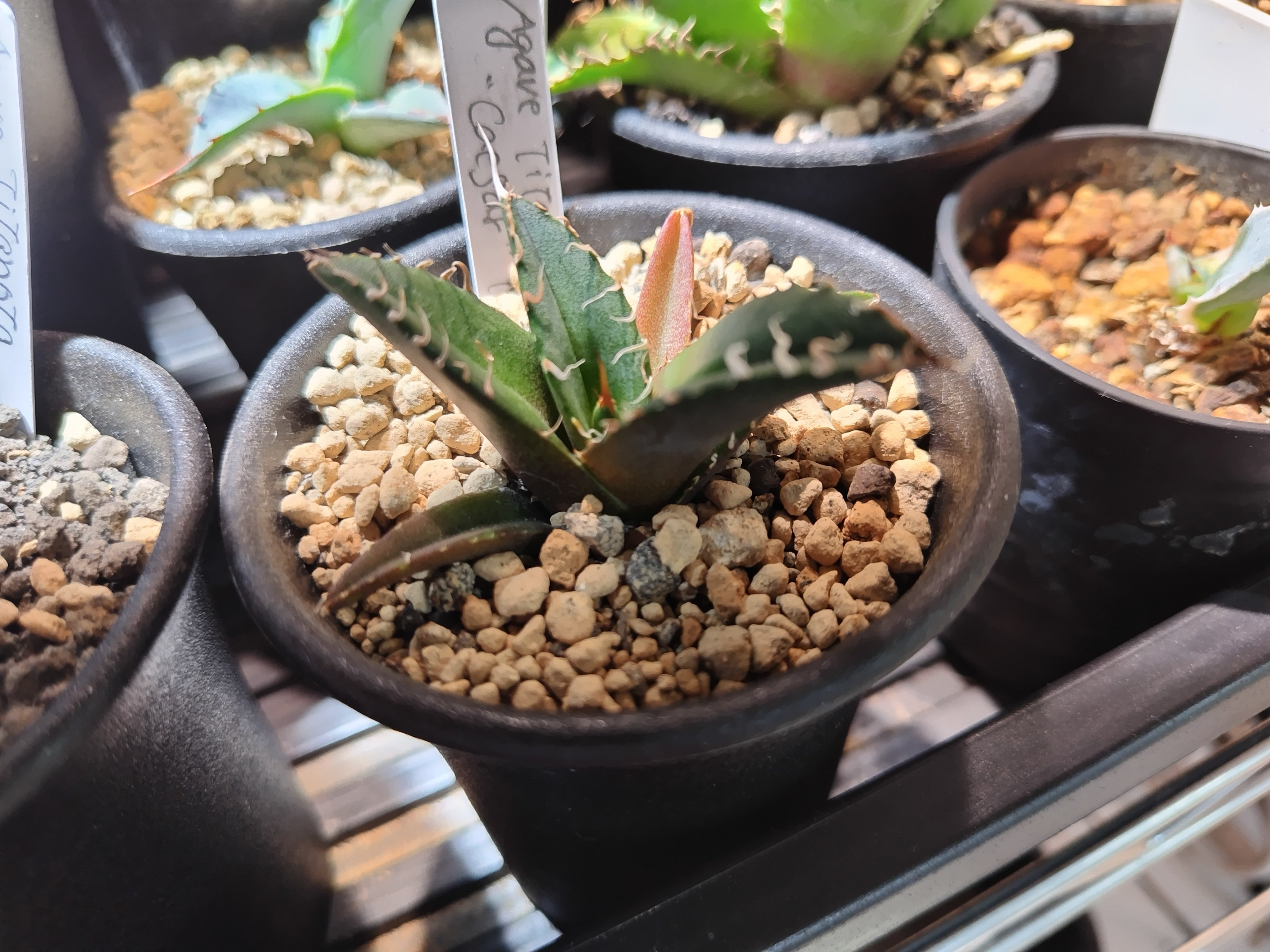 めんたい国民だけどどんたく行かずにアガベを買う。｜鰯野つみれ