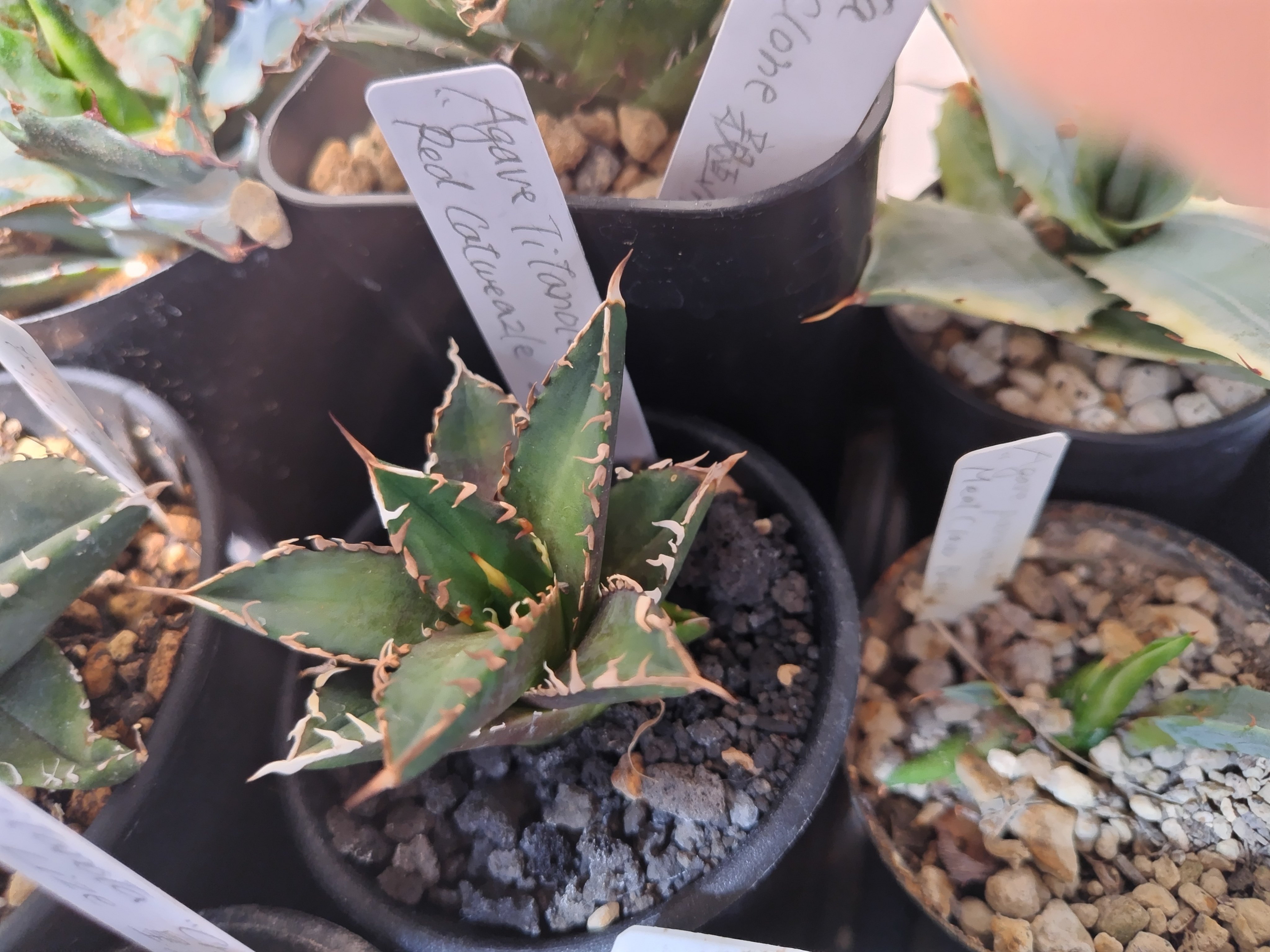 アガベ まとめて出品欲しいものコメント下さい アガベ まとめて出品欲しいものコメント下さい 2025年最新】アガベ