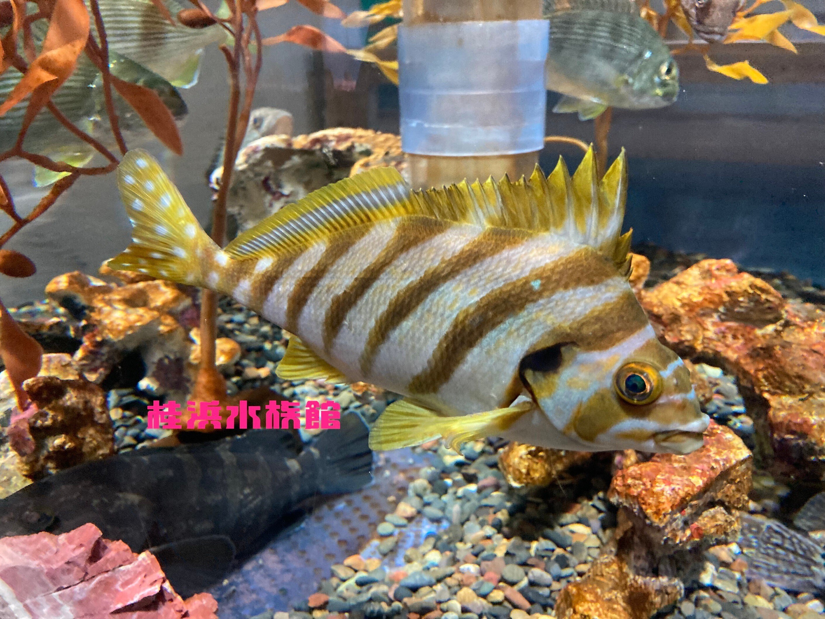 タイではない、「タイ」とつく魚たち｜桂浜水族館 公式