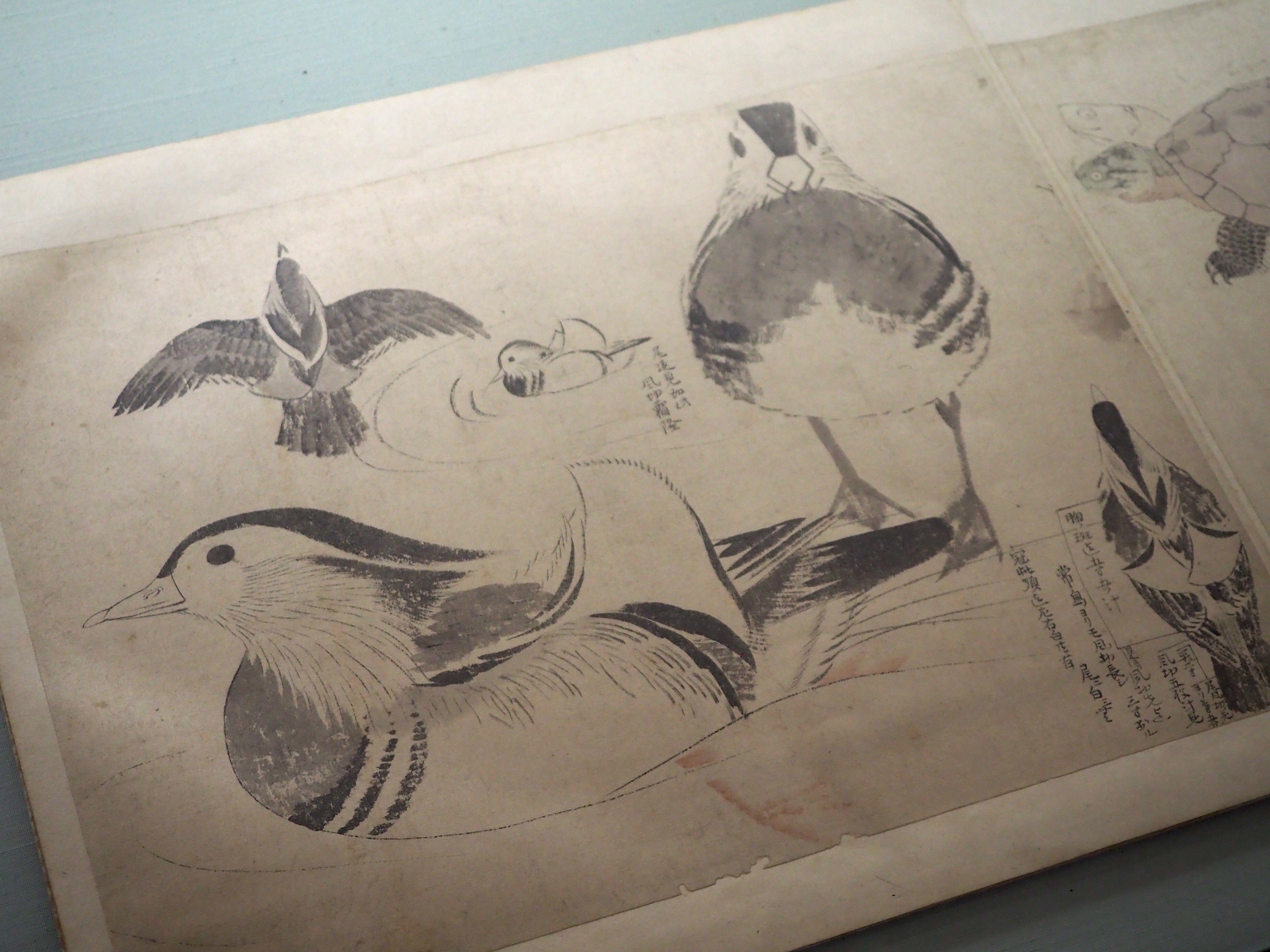 これってぇ……円山応挙の傑作じゃないですか？ 《写生帖 乙帖》 @東京