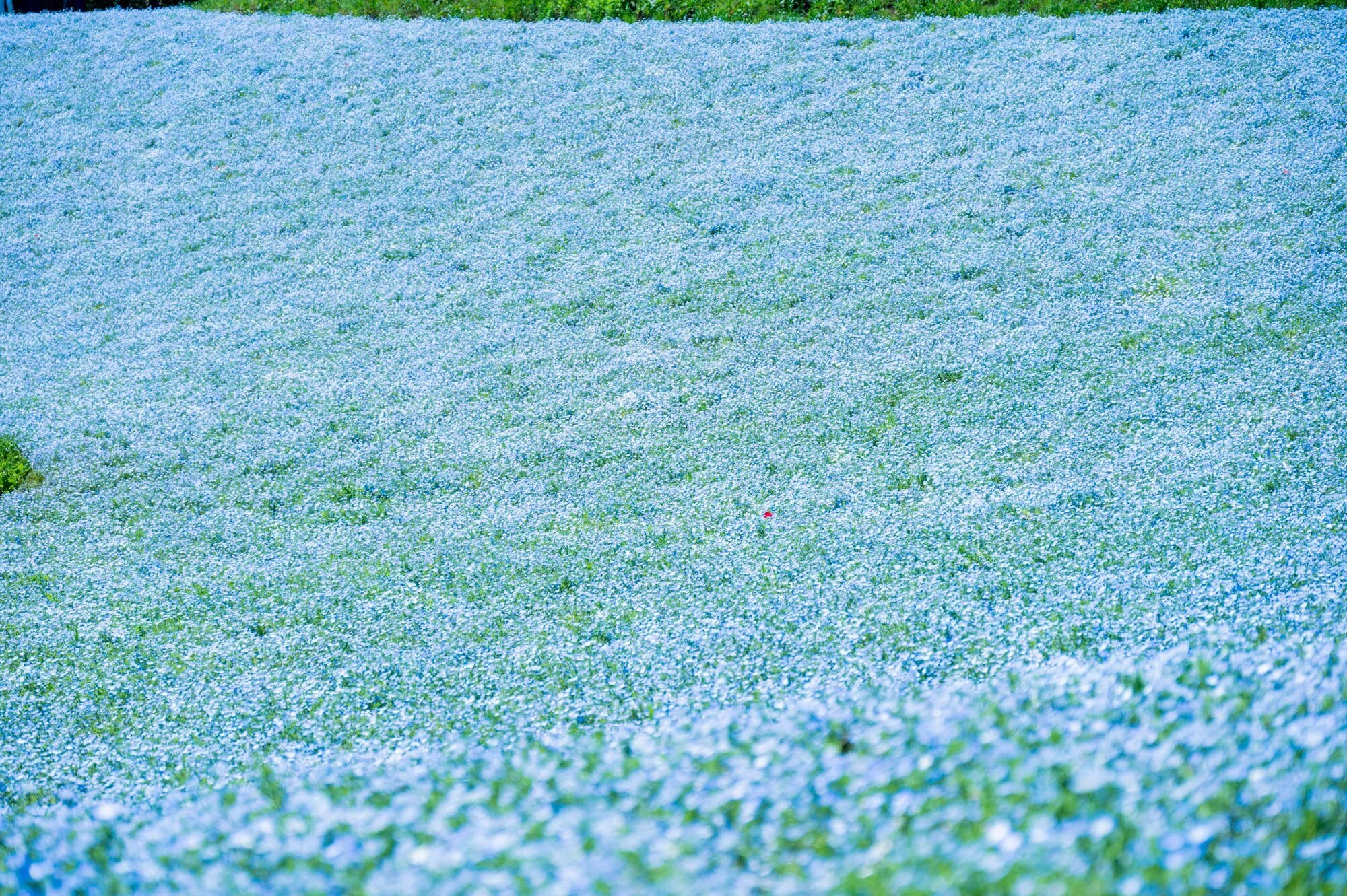 Visit a hill blooming with 1.8 million nemophila flowers in Tokyo
