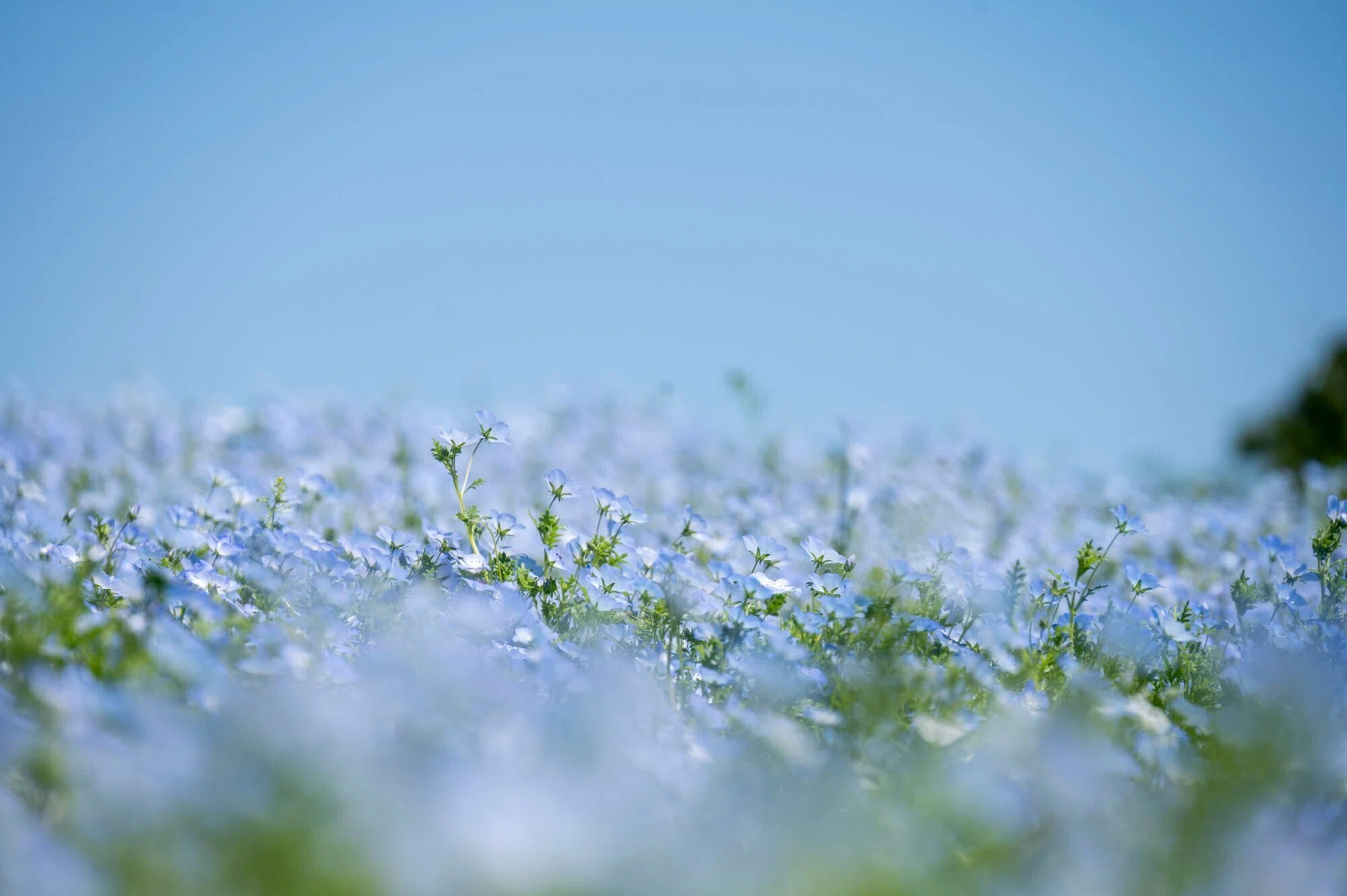 Visit a hill blooming with 1.8 million nemophila flowers in Tokyo