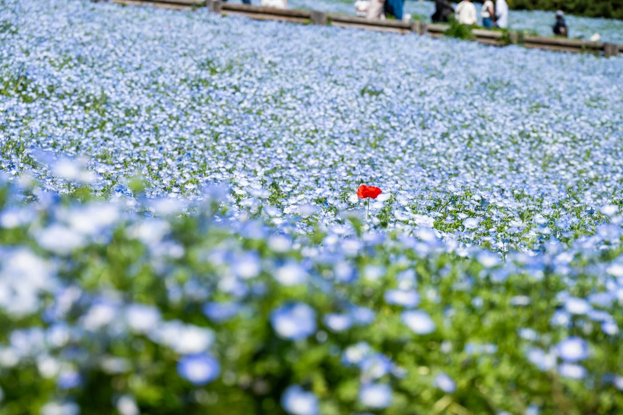 Visit a hill blooming with 1.8 million nemophila flowers in Tokyo