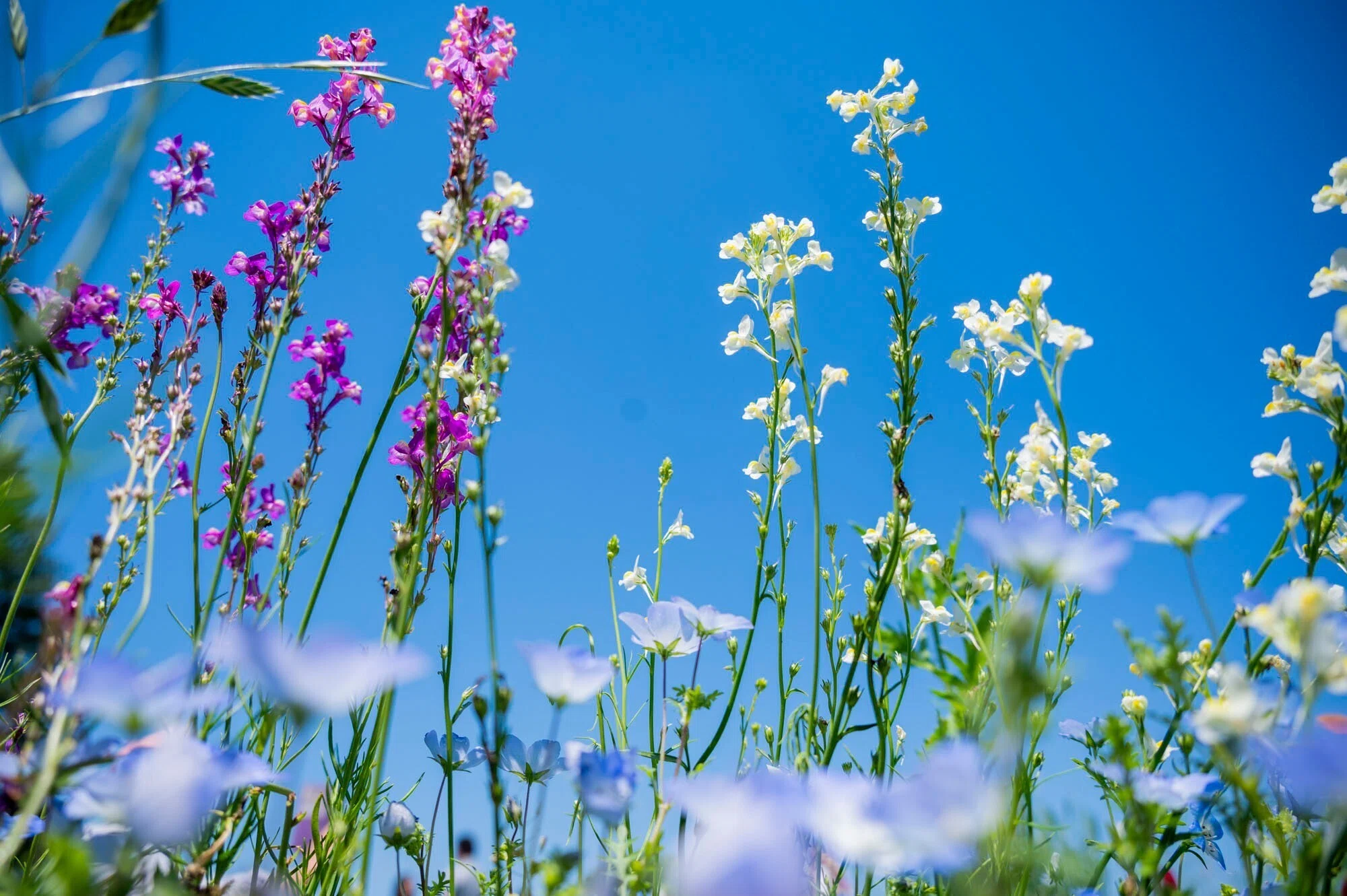 都内で楽しめる 180万本のネモフィラが咲く丘へ。 （Flower Festival