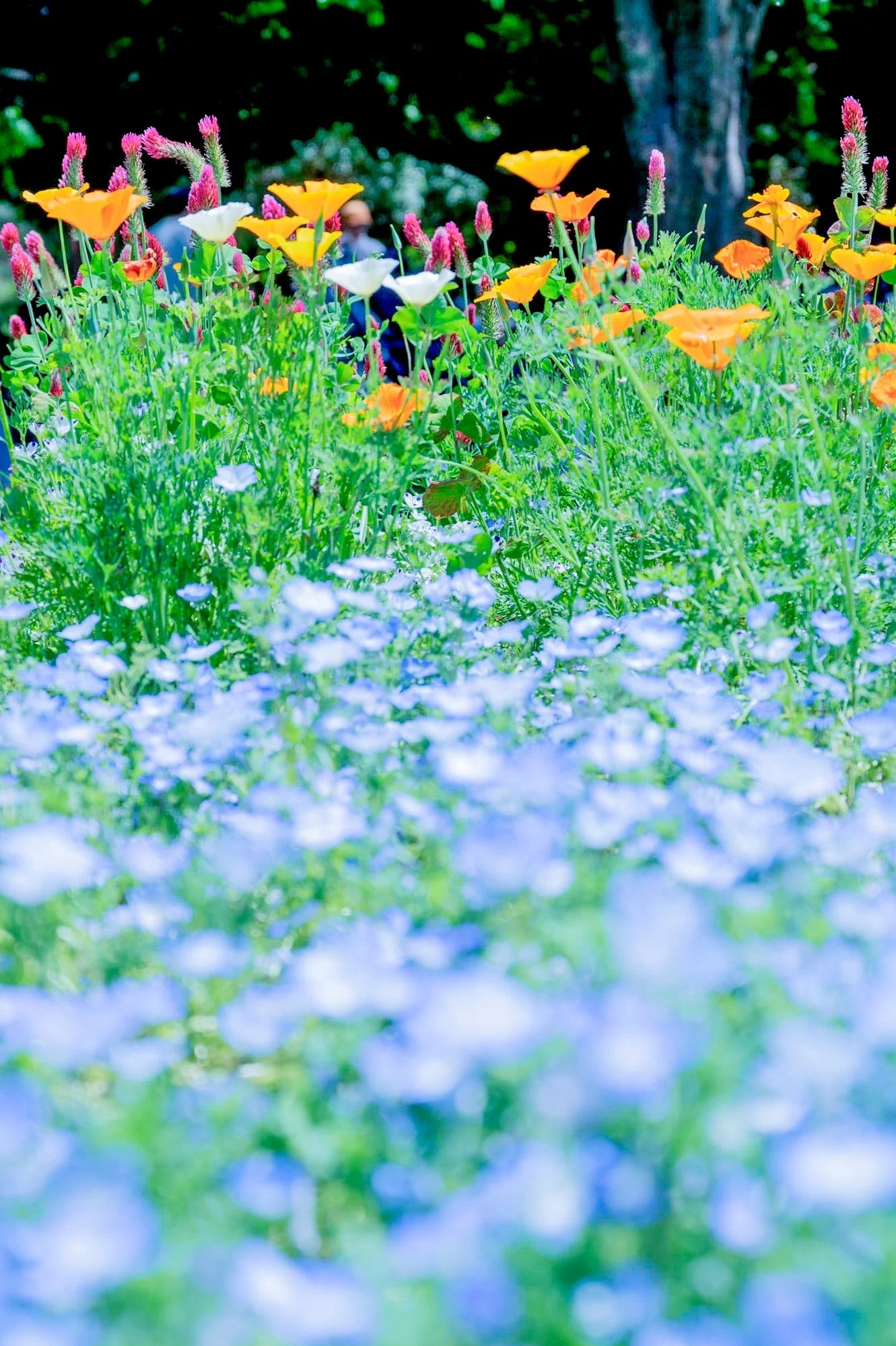 Visit a hill blooming with 1.8 million nemophila flowers in Tokyo