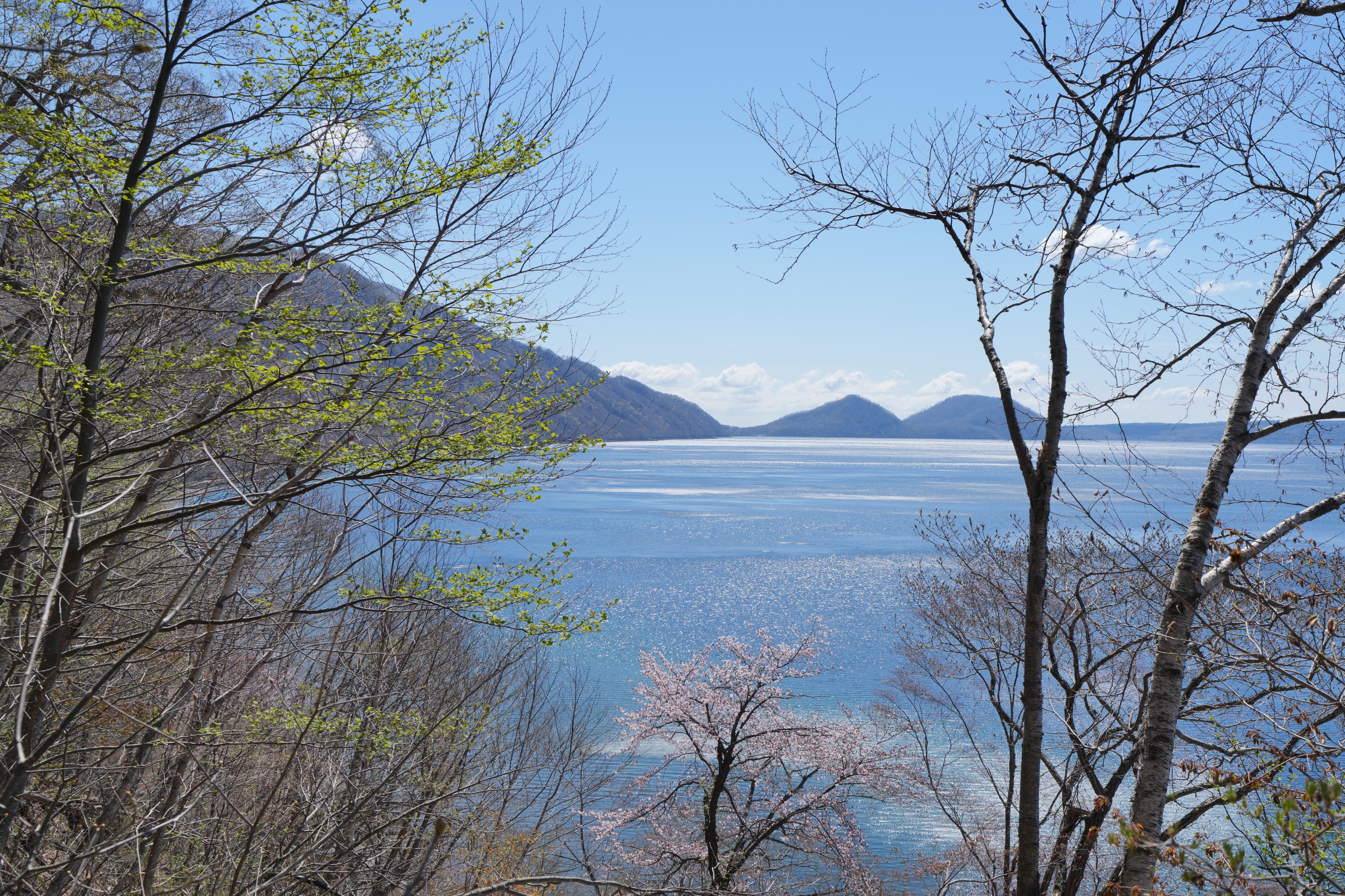 支笏のエゾヤマザクラ｜風景写真 四季の山旅