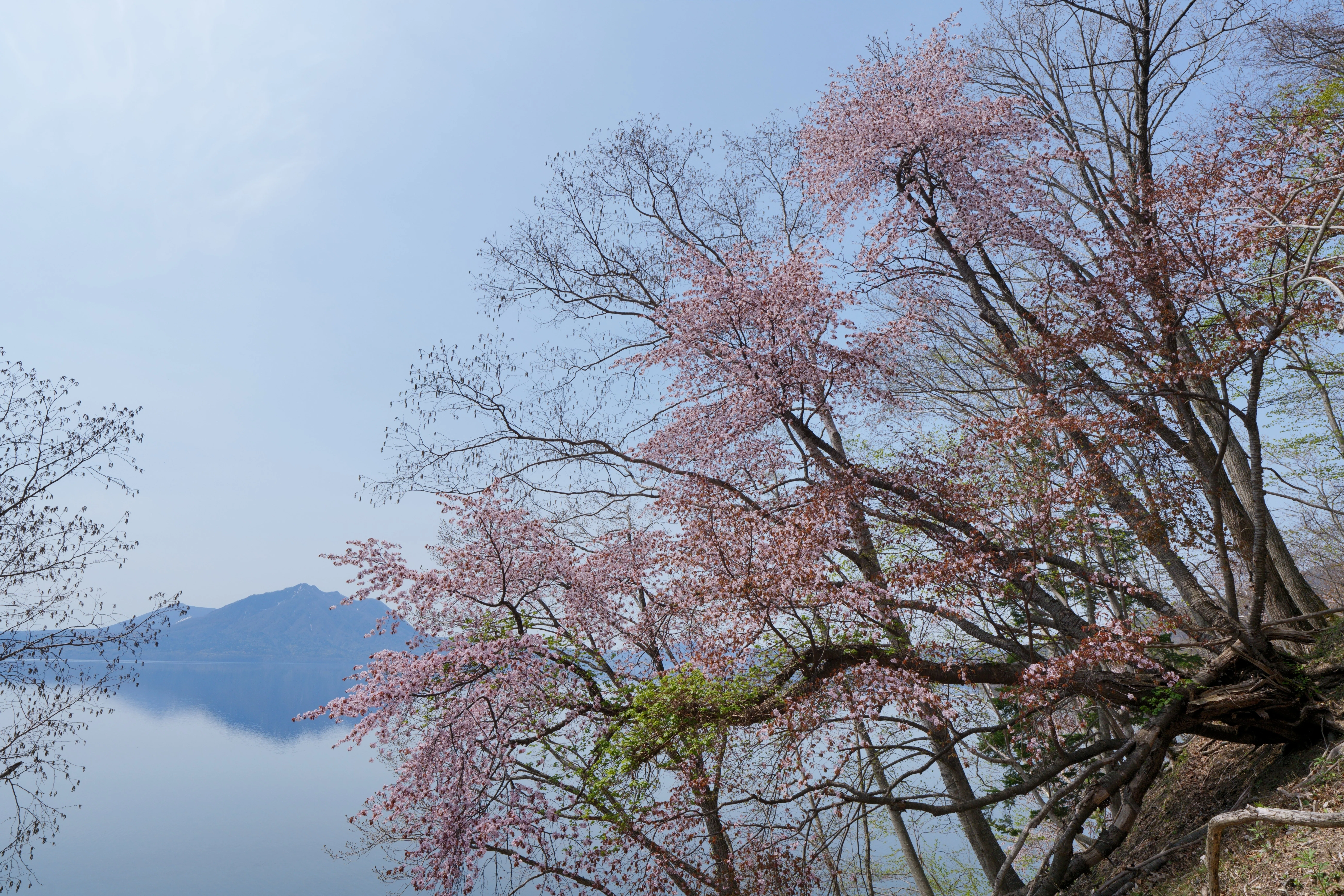 支笏のエゾヤマザクラ｜風景写真 四季の山旅