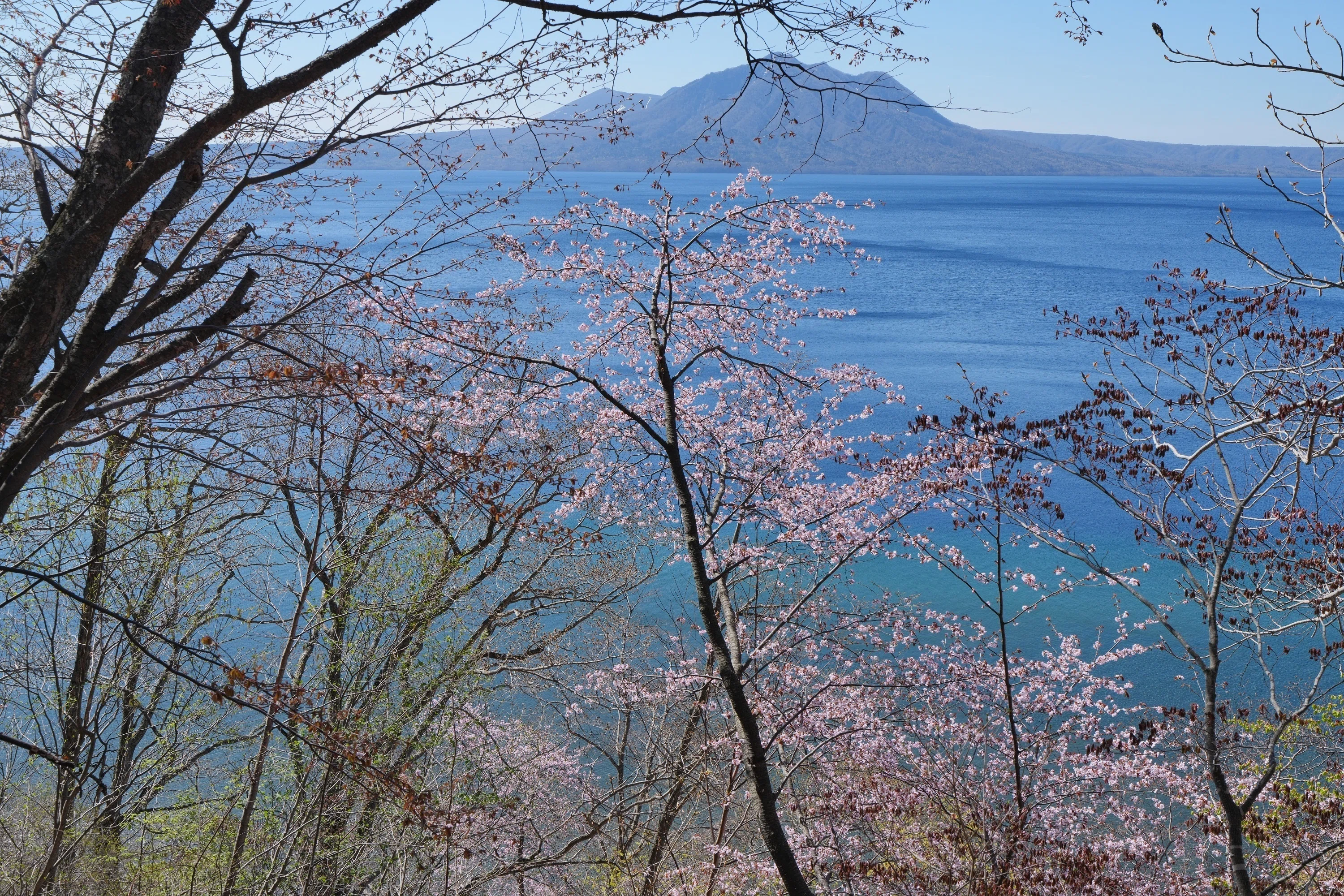 支笏のエゾヤマザクラ｜風景写真 四季の山旅