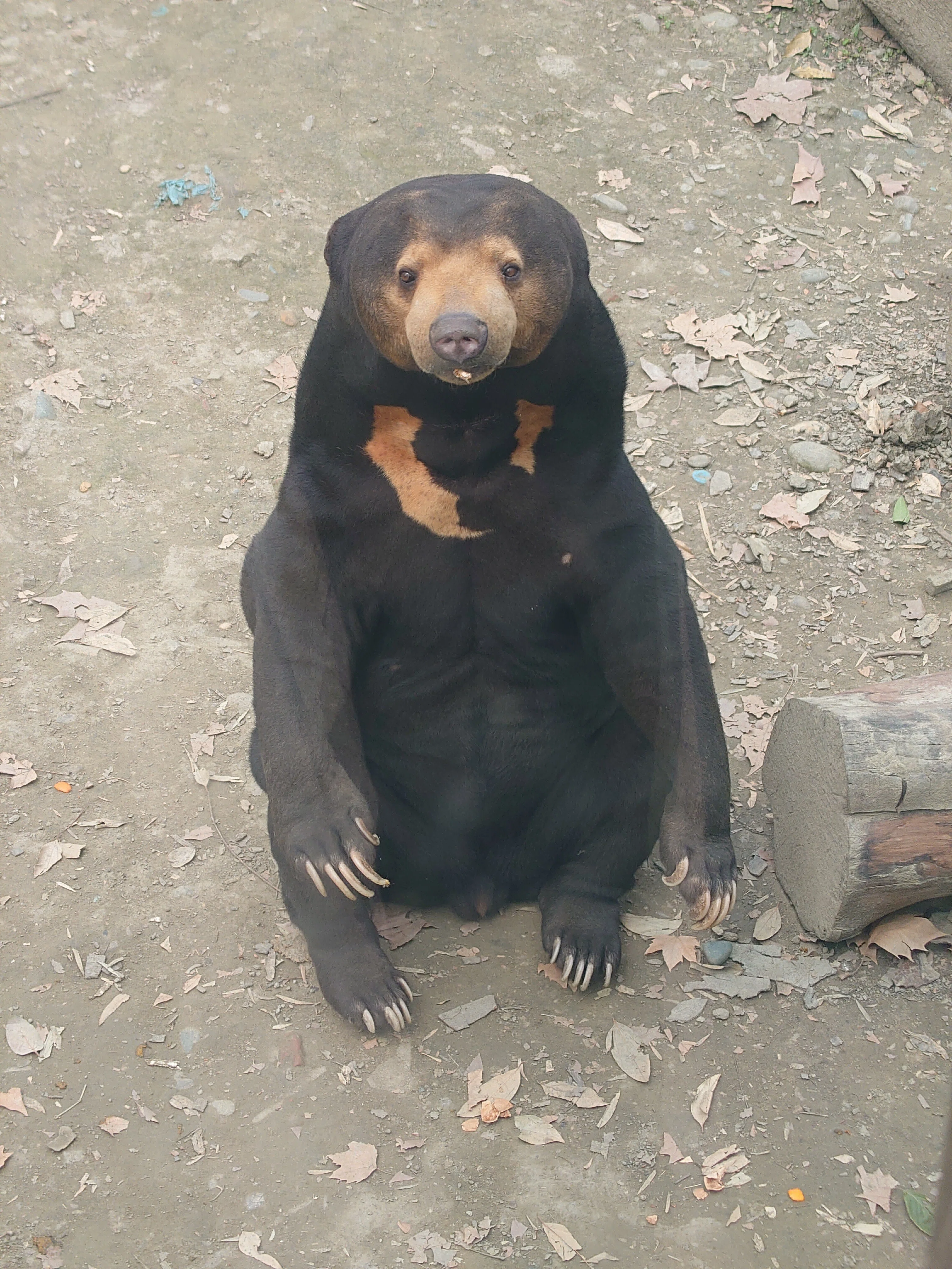 成都動物園│クマ🐻｜meguxiang