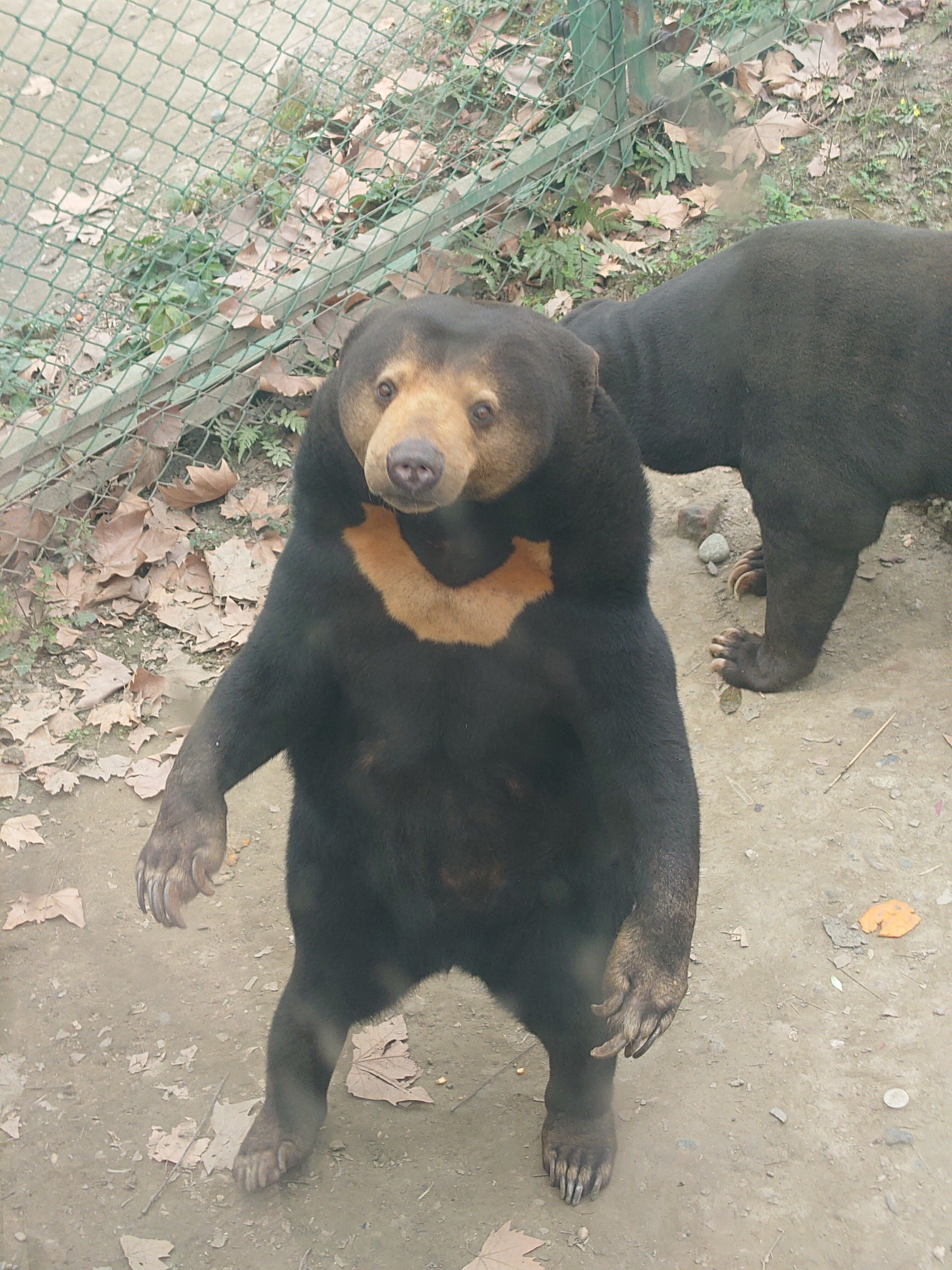 熊ページ 写真】「熊に喰い尽くされ、骨がむき出しに」「大声をあげても襲って