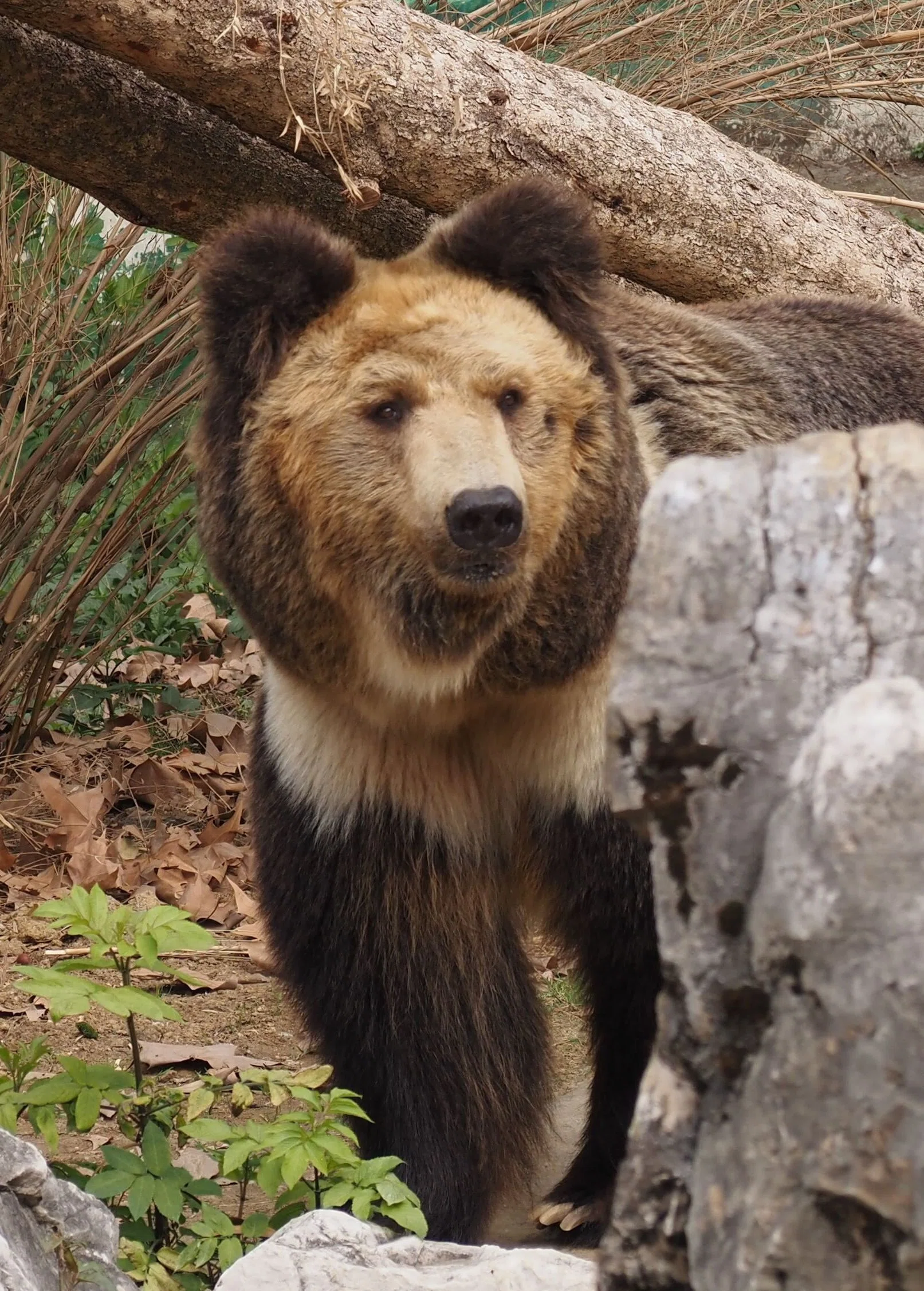成都動物園│クマ🐻｜meguxiang