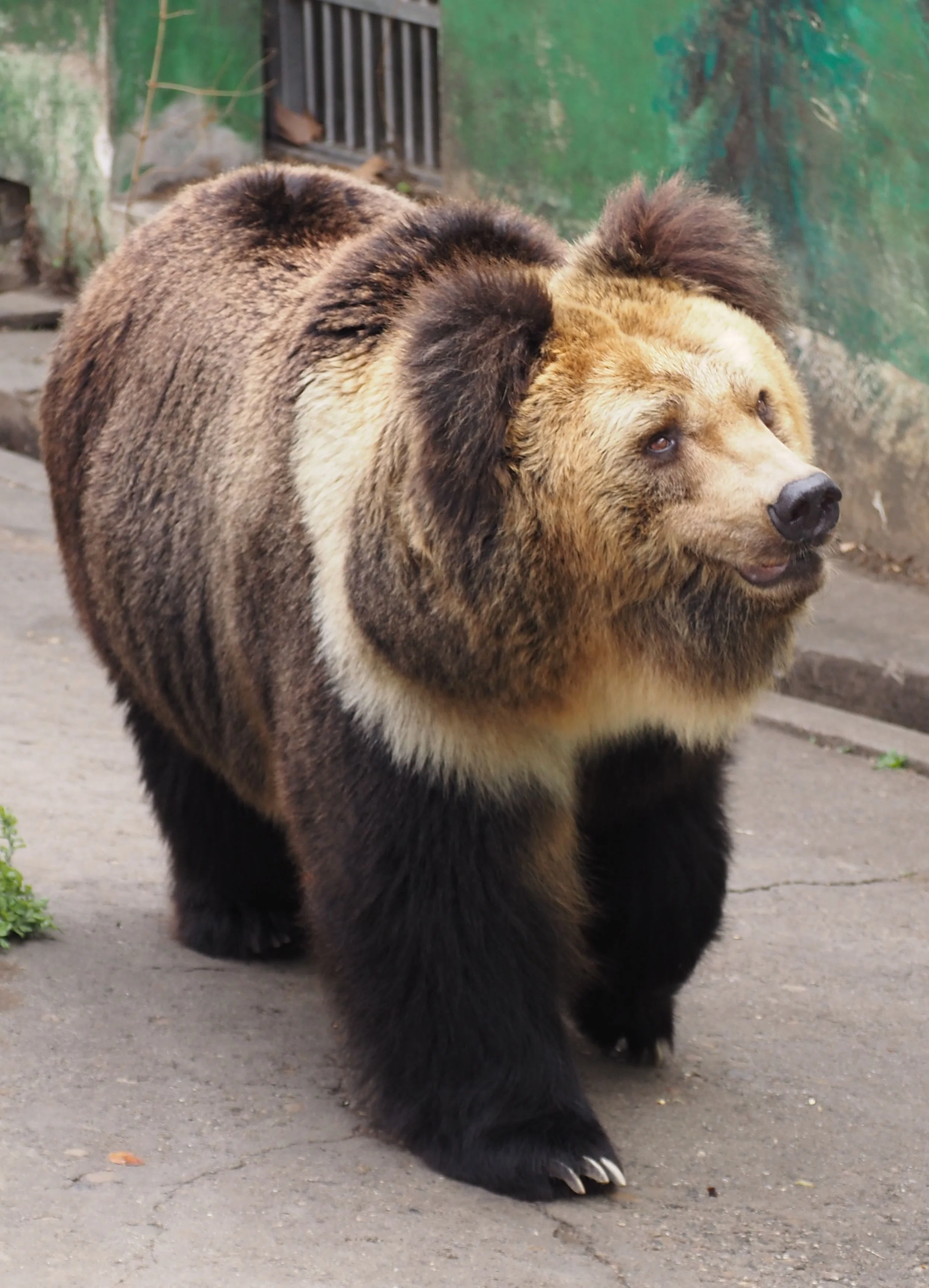 成都動物園│クマ🐻｜meguxiang