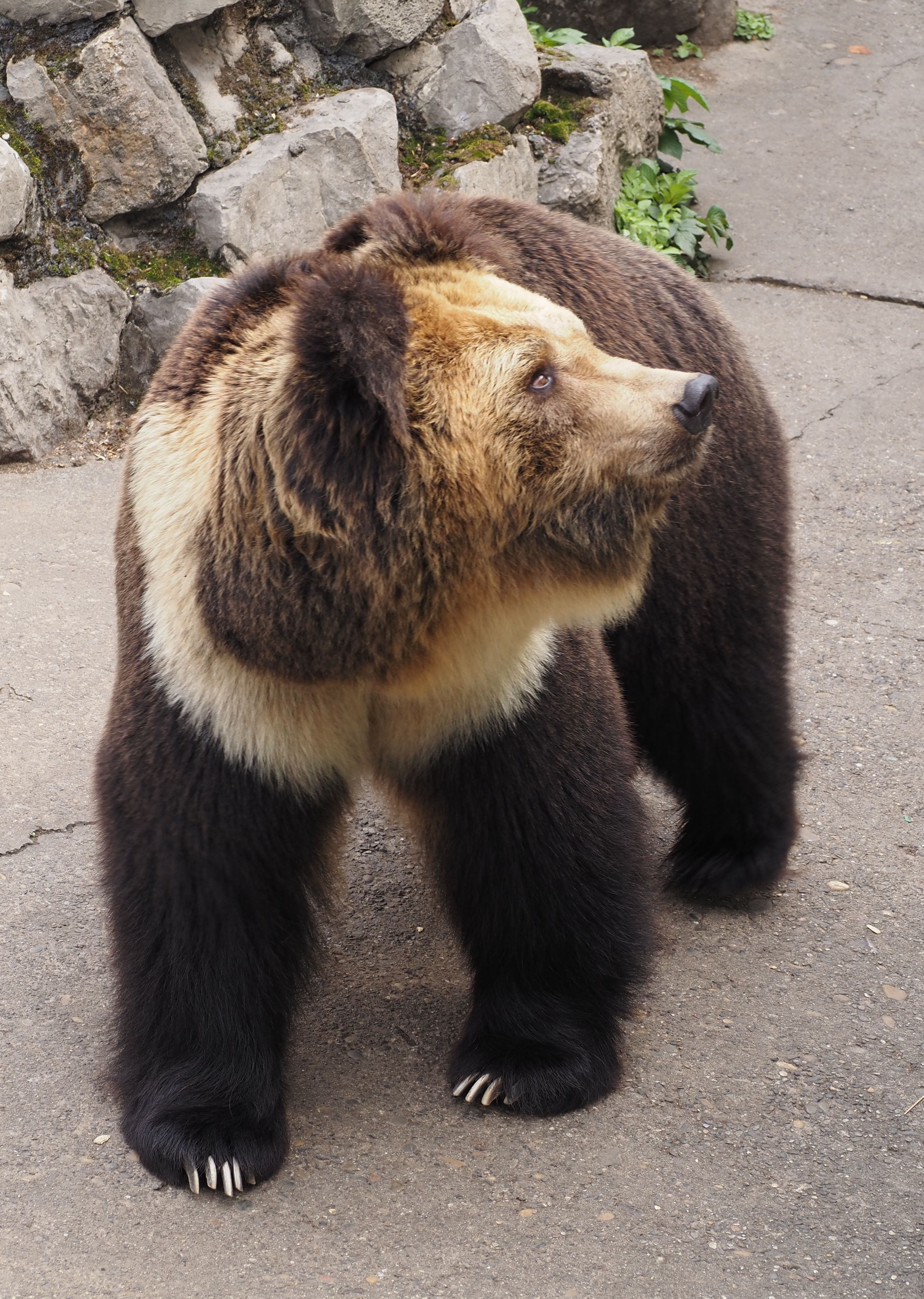 成都動物園│クマ🐻｜meguxiang