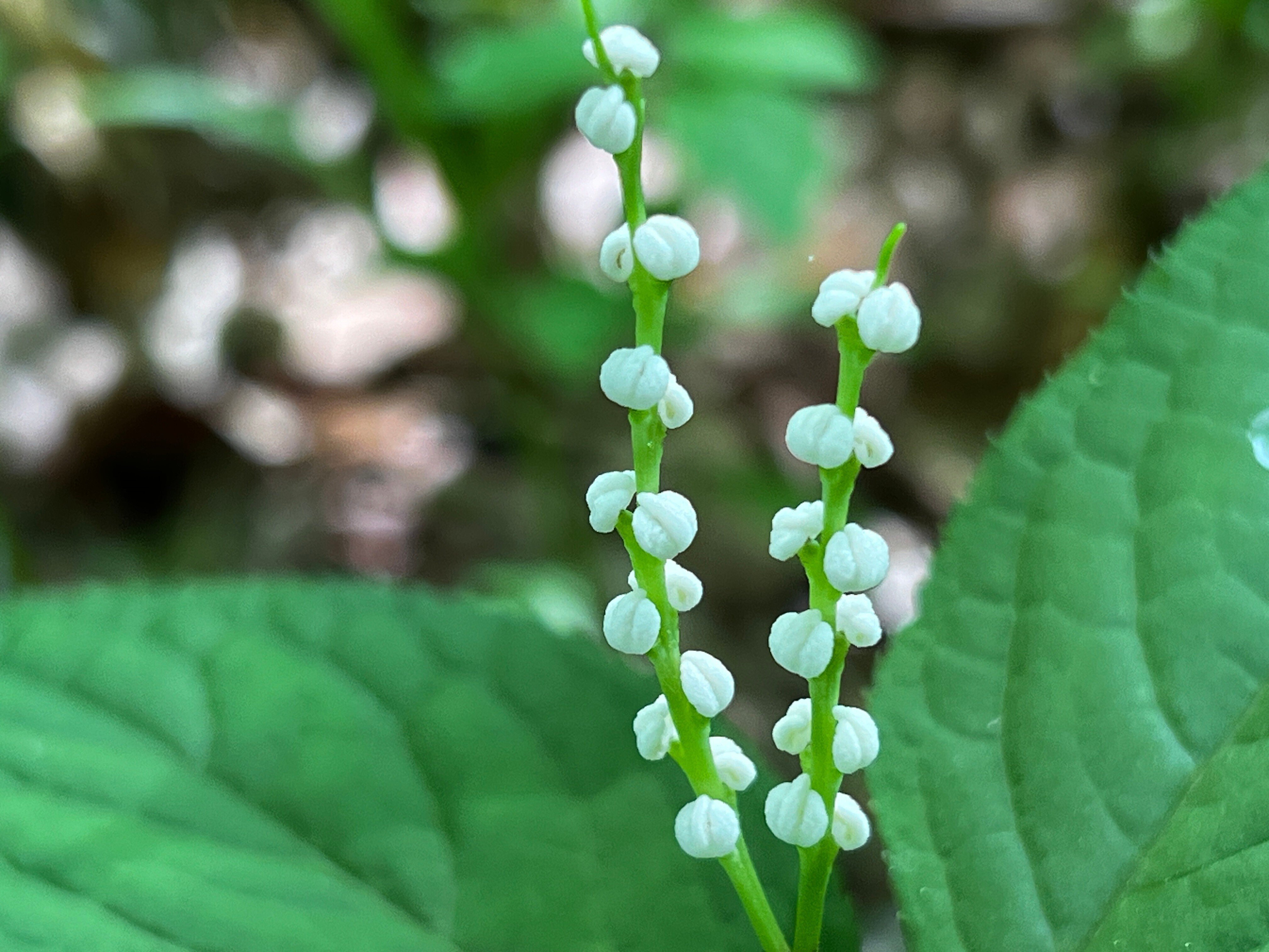かすみ草ページ２ SK-447_naiyou.jpg?v=1691803241