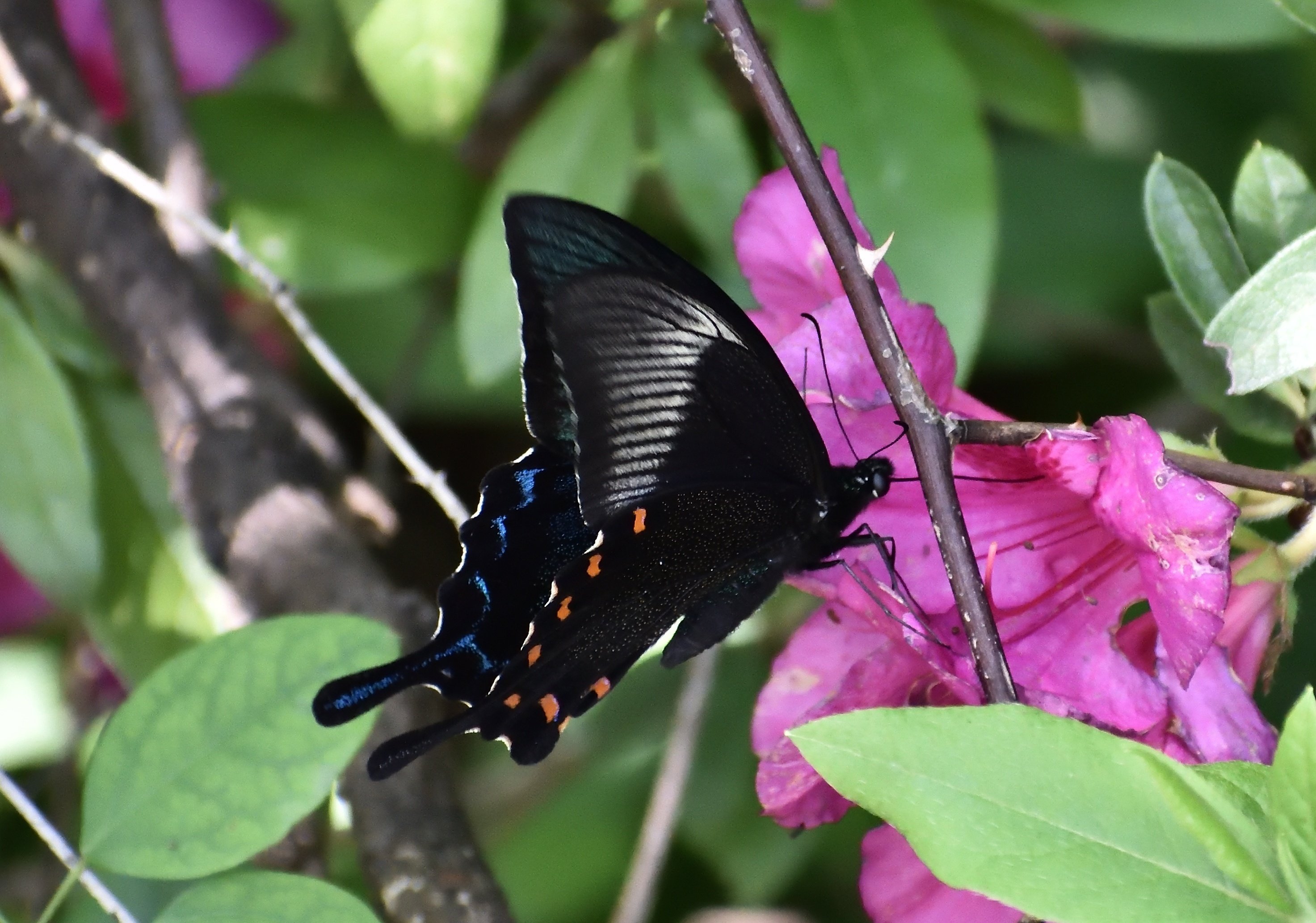 播磨の昆虫：カラスアゲハ、クロアゲハ、モンキアゲハ（5月上旬