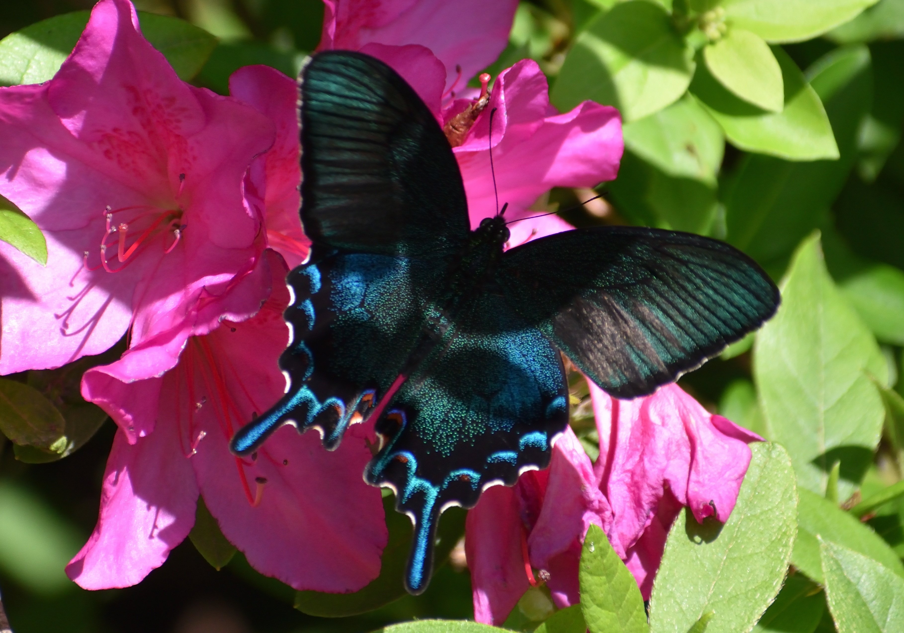 播磨の昆虫：カラスアゲハ、クロアゲハ、モンキアゲハ（5月上旬