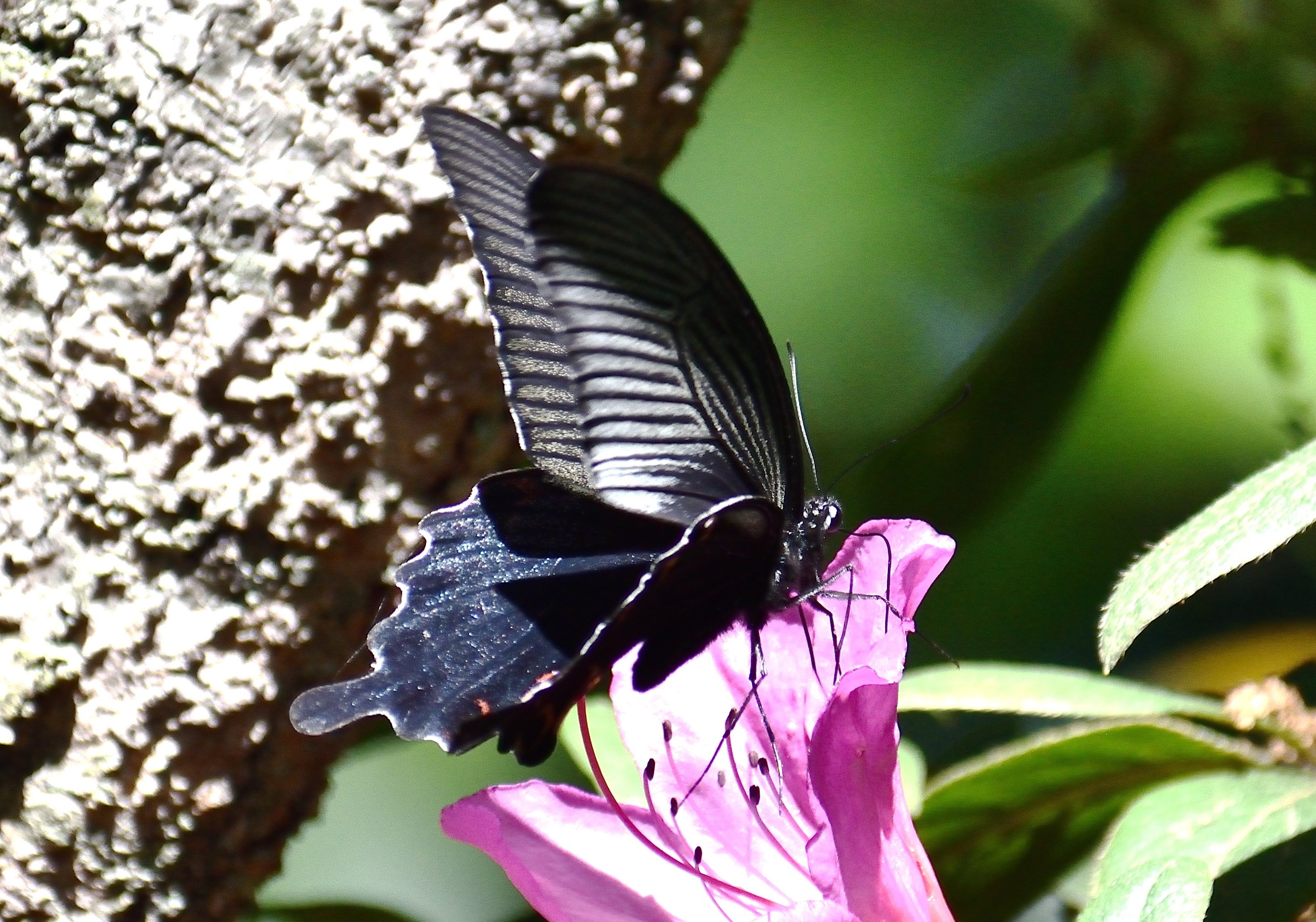 播磨の昆虫：カラスアゲハ、クロアゲハ、モンキアゲハ（5月上旬