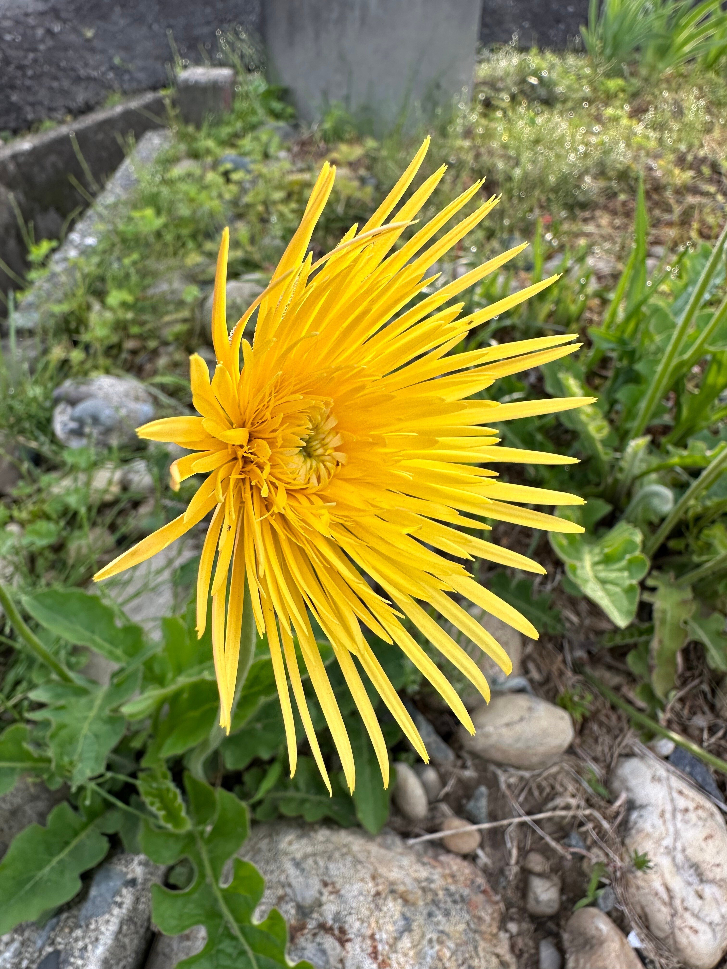2024/4/29 浜名区で見つけたもの #たんぽぽ #花びらが長いたんぽぽ