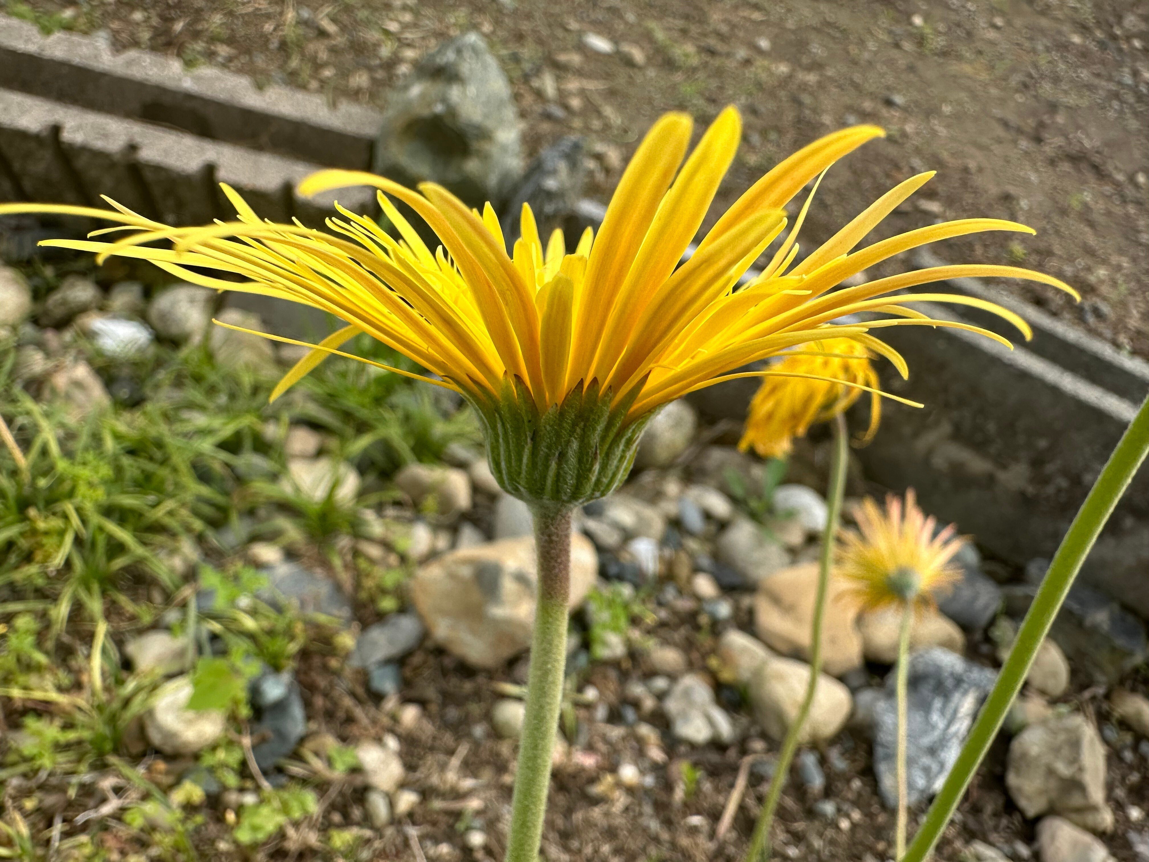 2024/4/29 浜名区で見つけたもの #たんぽぽ #花びらが長いたんぽぽ