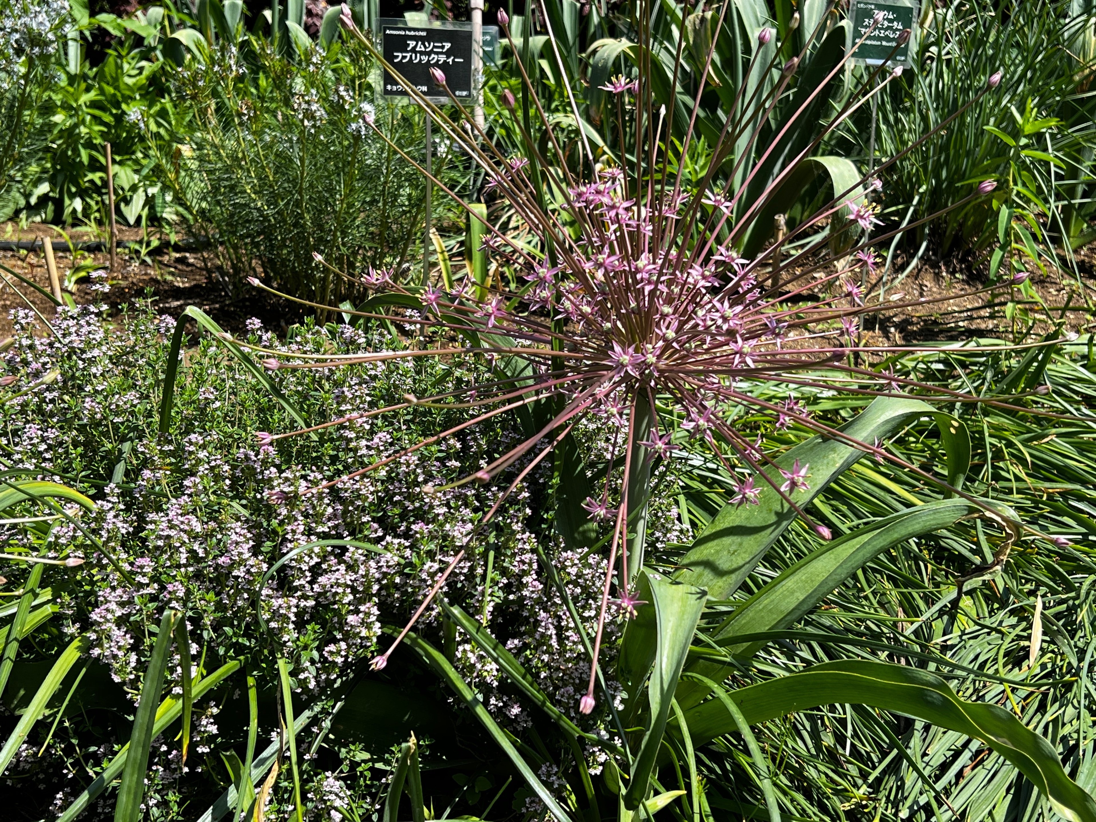 超希少　斑入りオヒルギ SHOUCHIKUEN