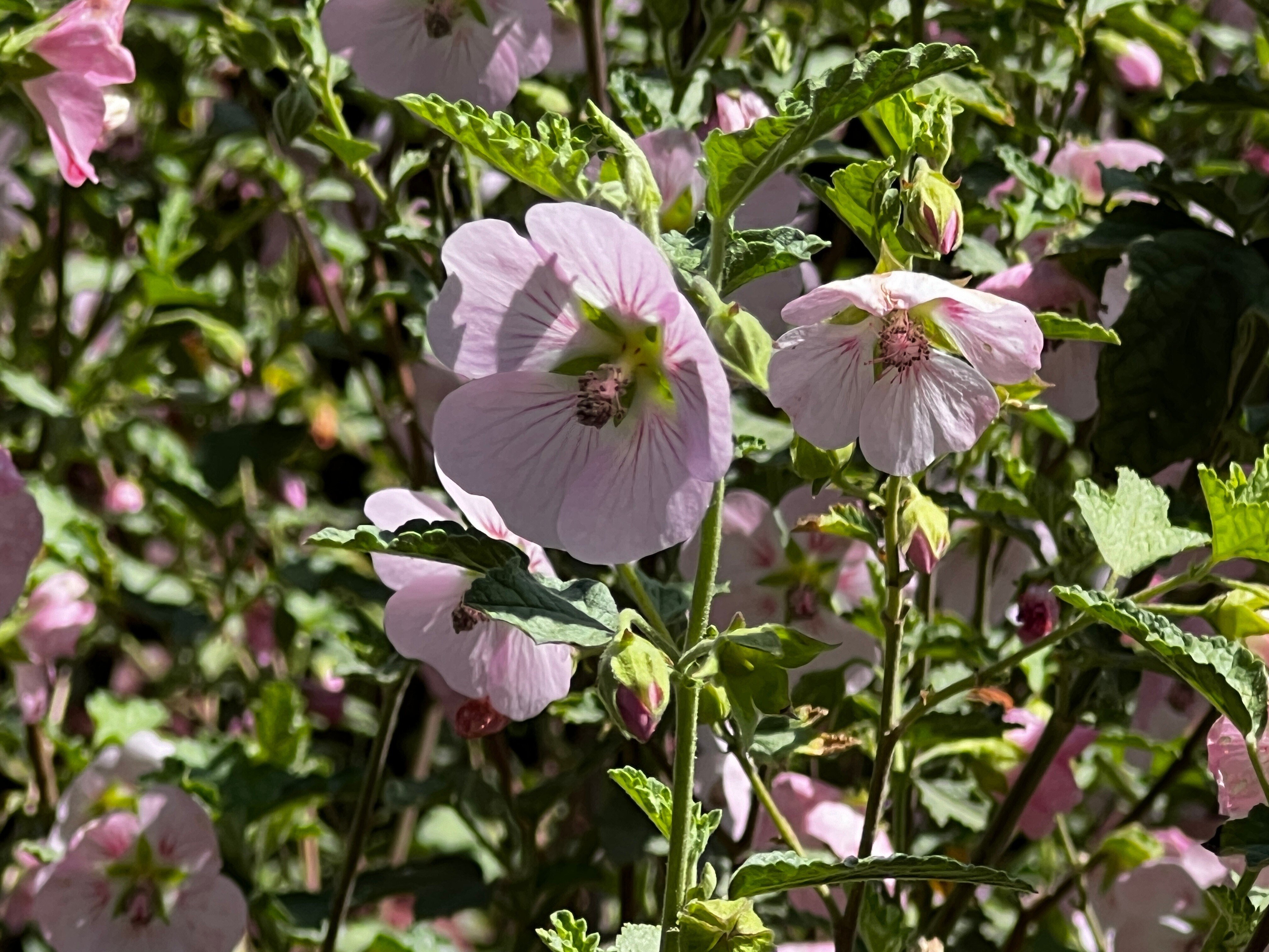 超希少　斑入りオヒルギ SHOUCHIKUEN