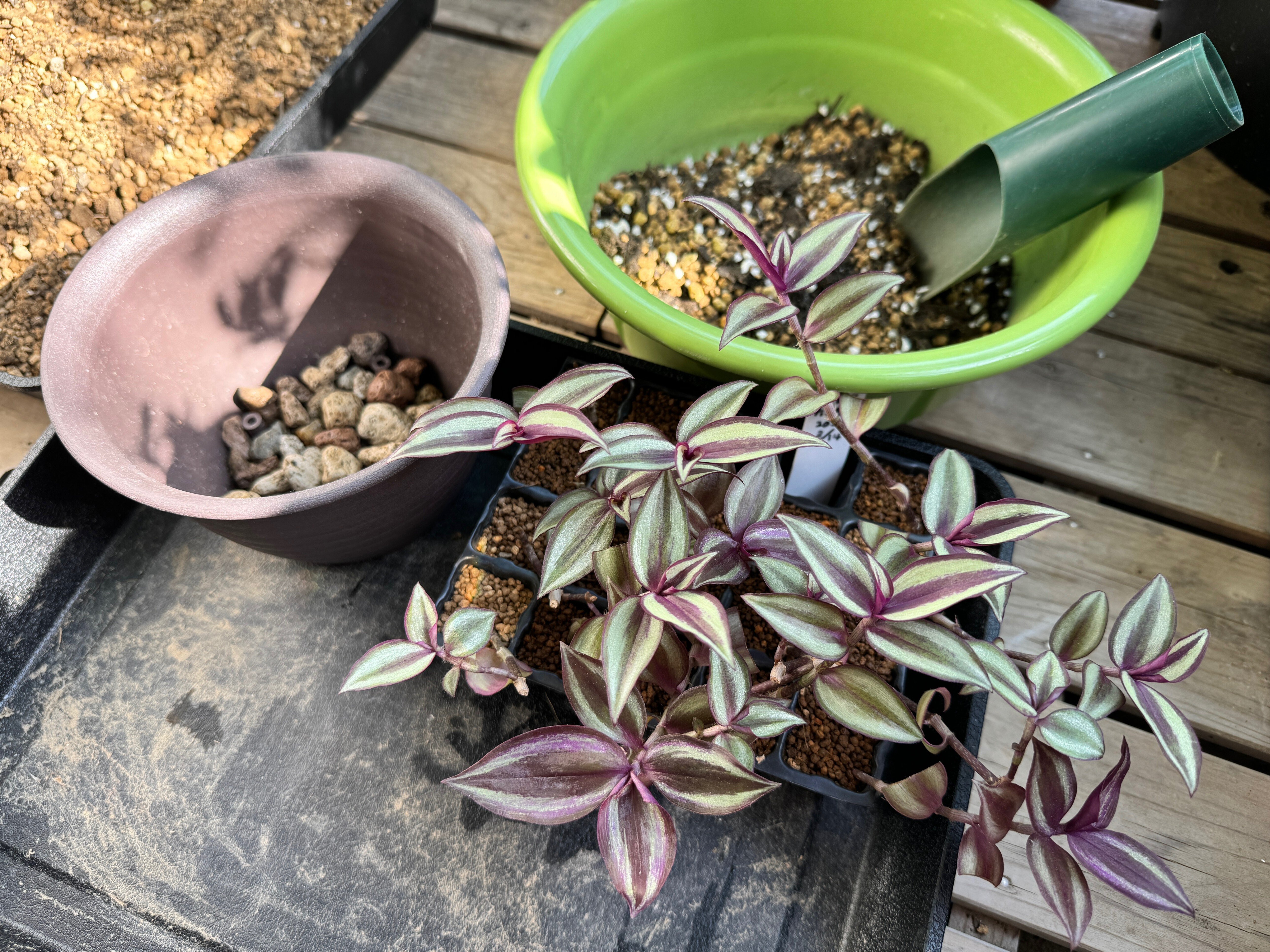 トラディスカンチア　挿し木用・カット枝　1本　観葉植物 挿し木トラディスカンチアを鉢上げ｜穂の気ままライフ