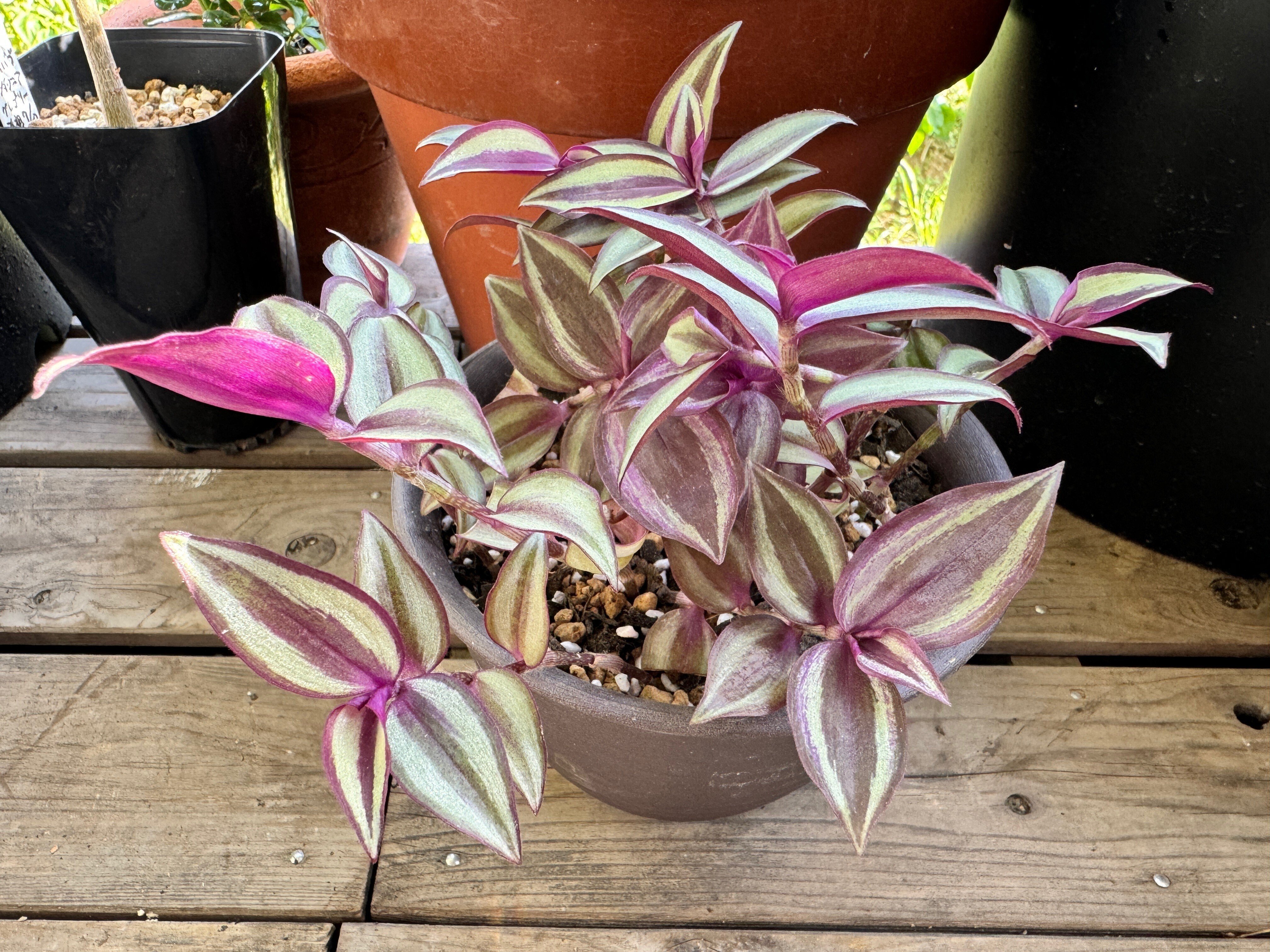 トラディスカンチア　挿し木用・カット枝　1本　観葉植物 選べる「トラディスカンチア」1~3鉢セット(Plants ViVi